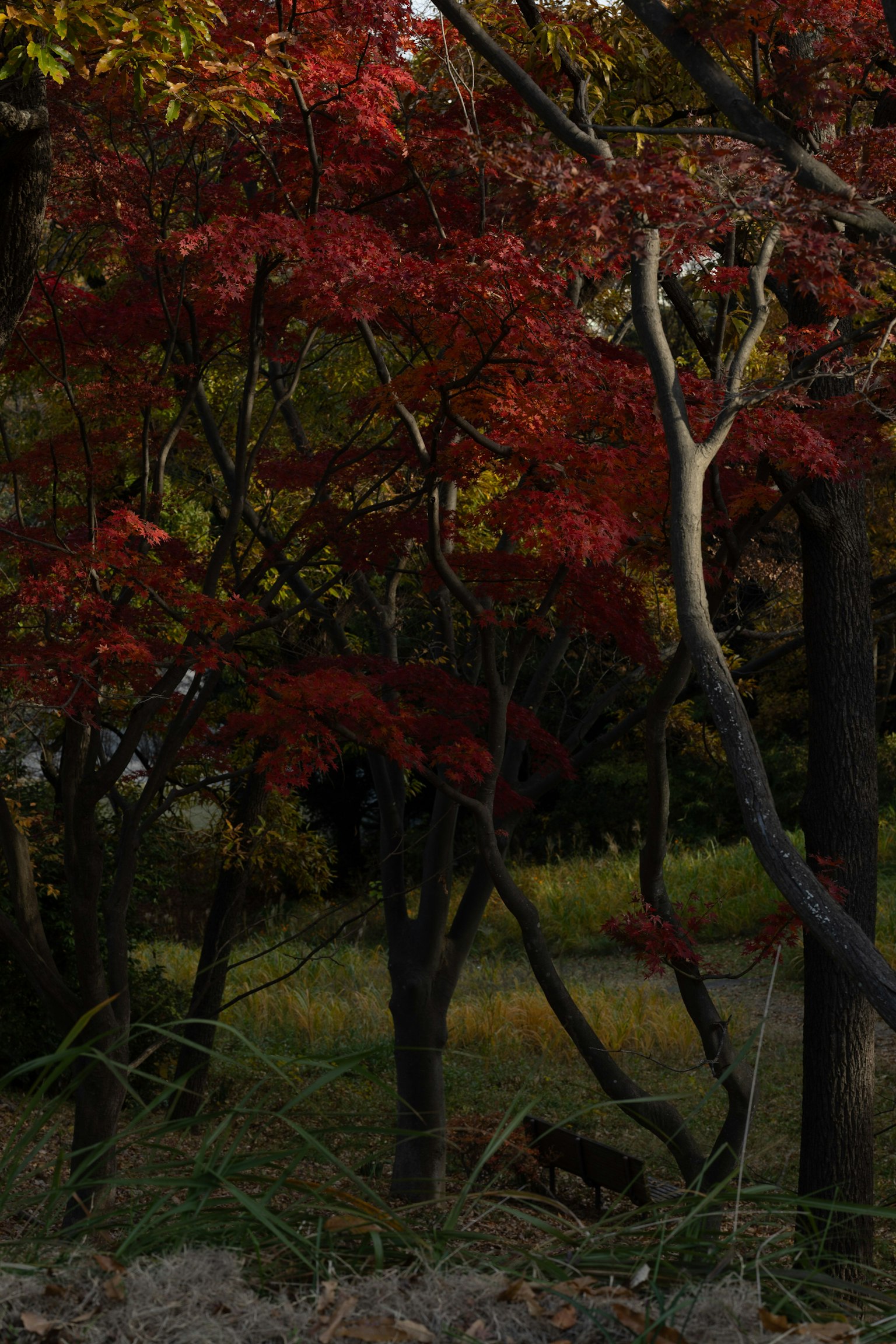 Paisaje de otoño con árboles de hojas rojas y fondo oscuro