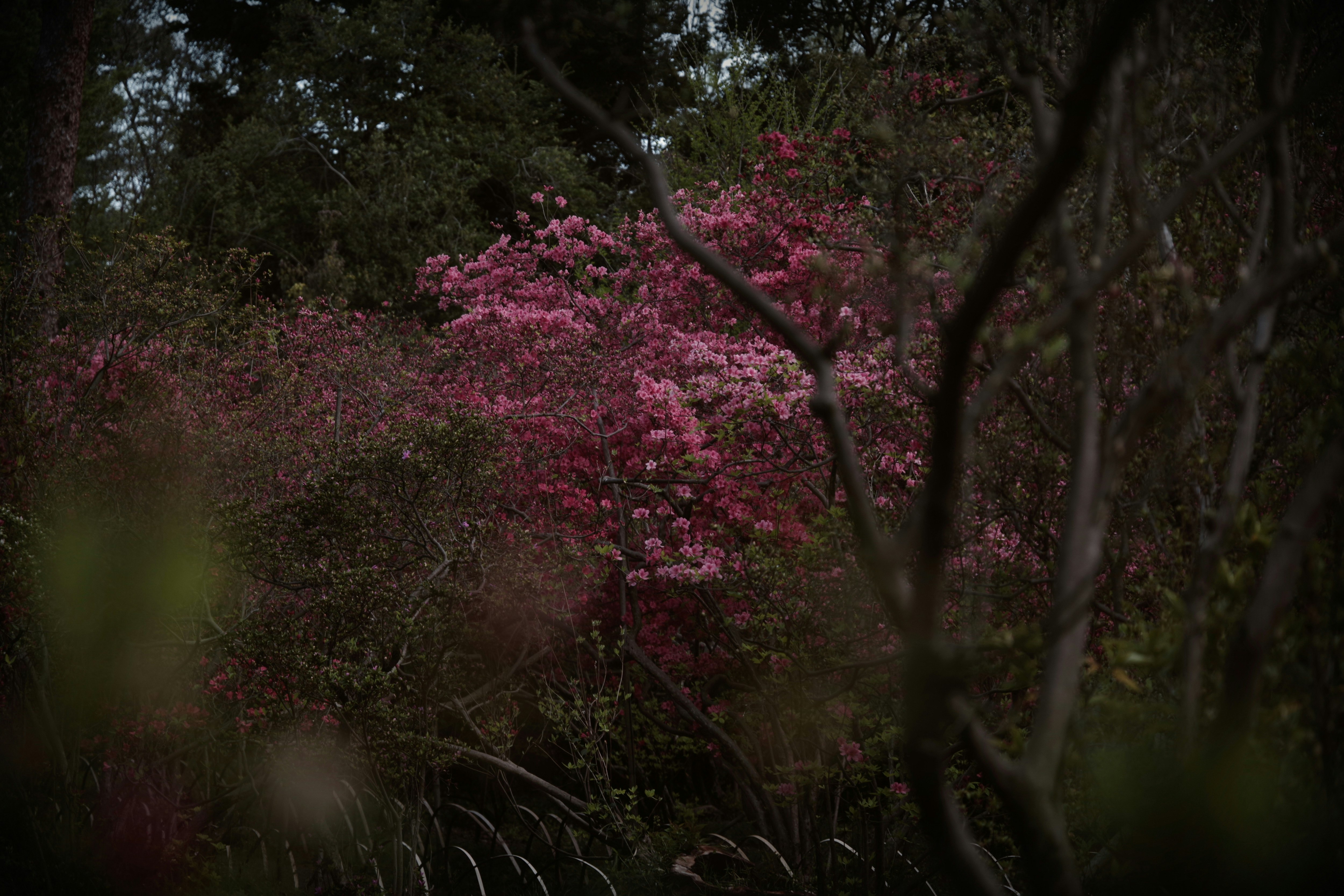 明治神宮御苑のつつじ山に咲くヤマツツジの花景色