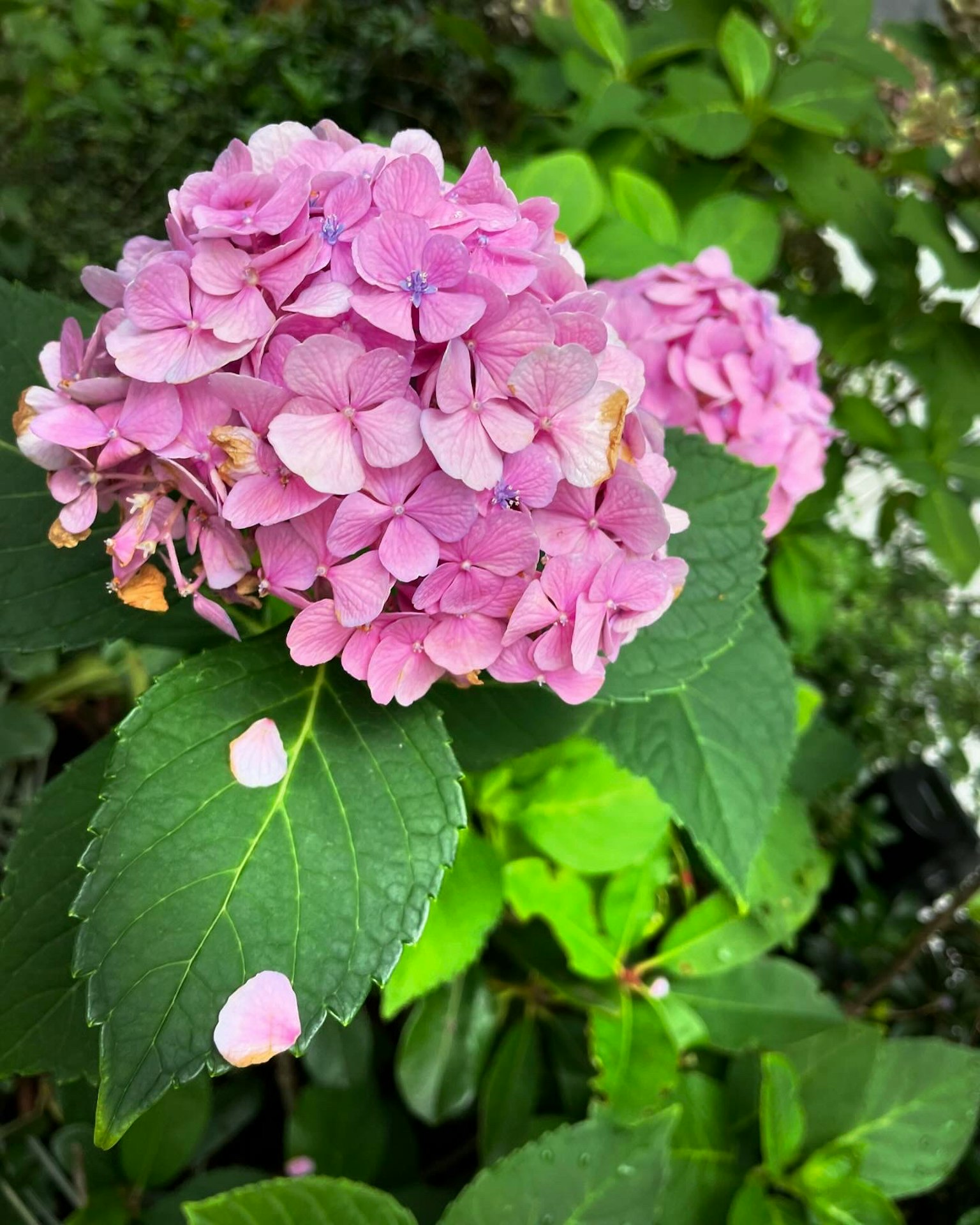ピンクのアジサイの花と緑の葉が特徴的な植物のクローズアップ