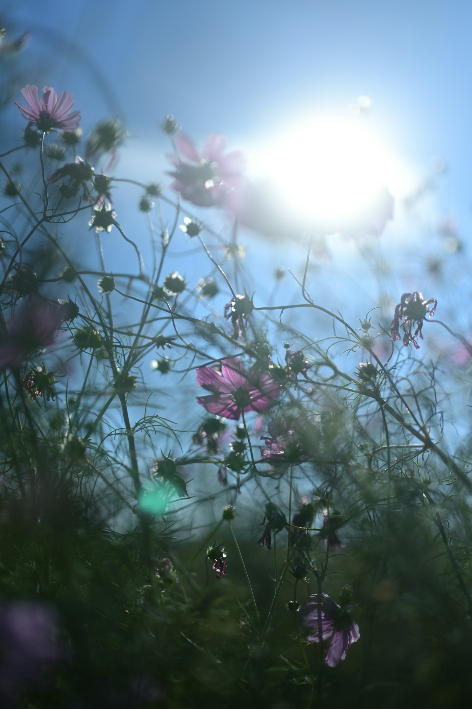 Fleurs roses délicates illuminées par la lumière du soleil contre un ciel bleu