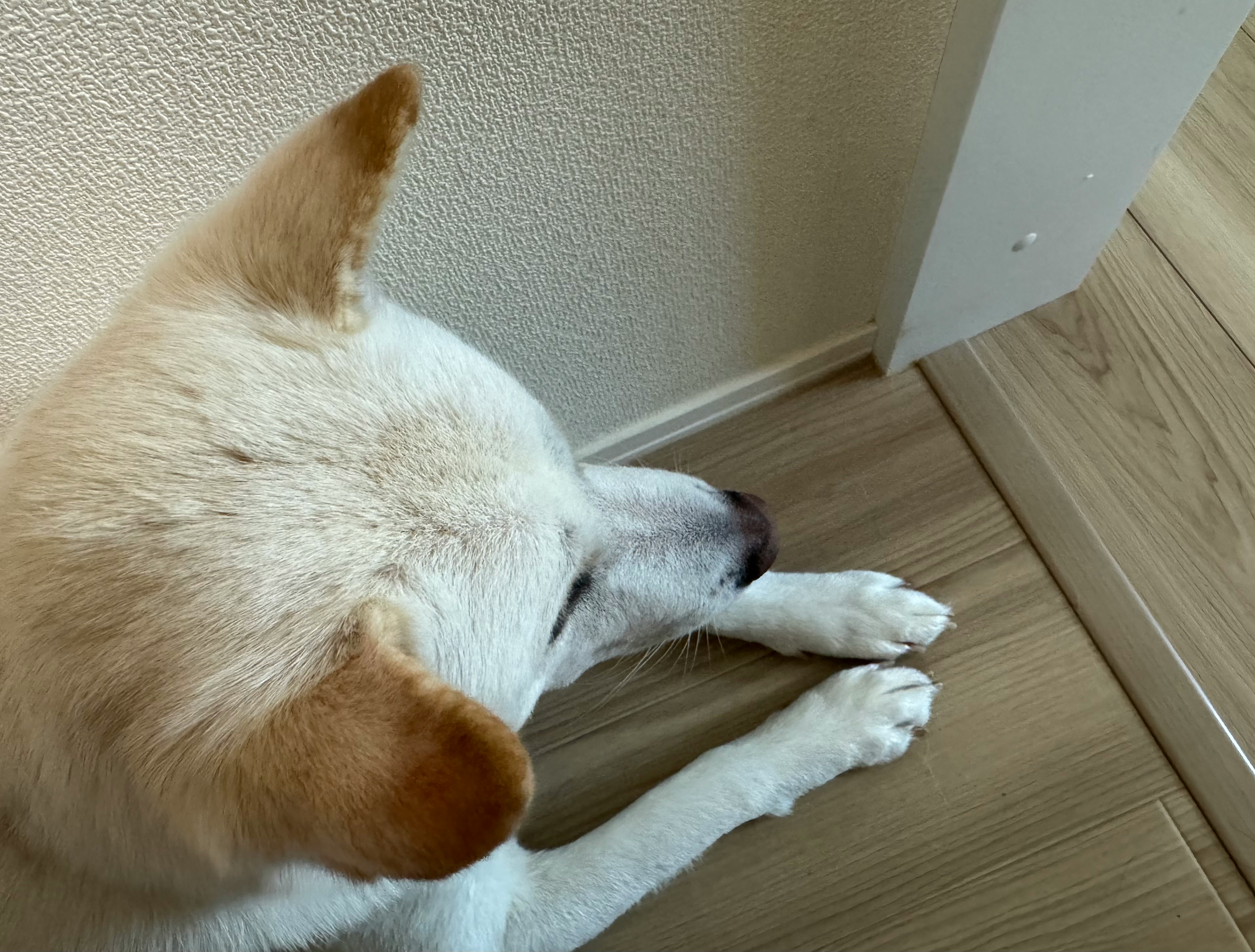 cane bianco sdraiato sul pavimento