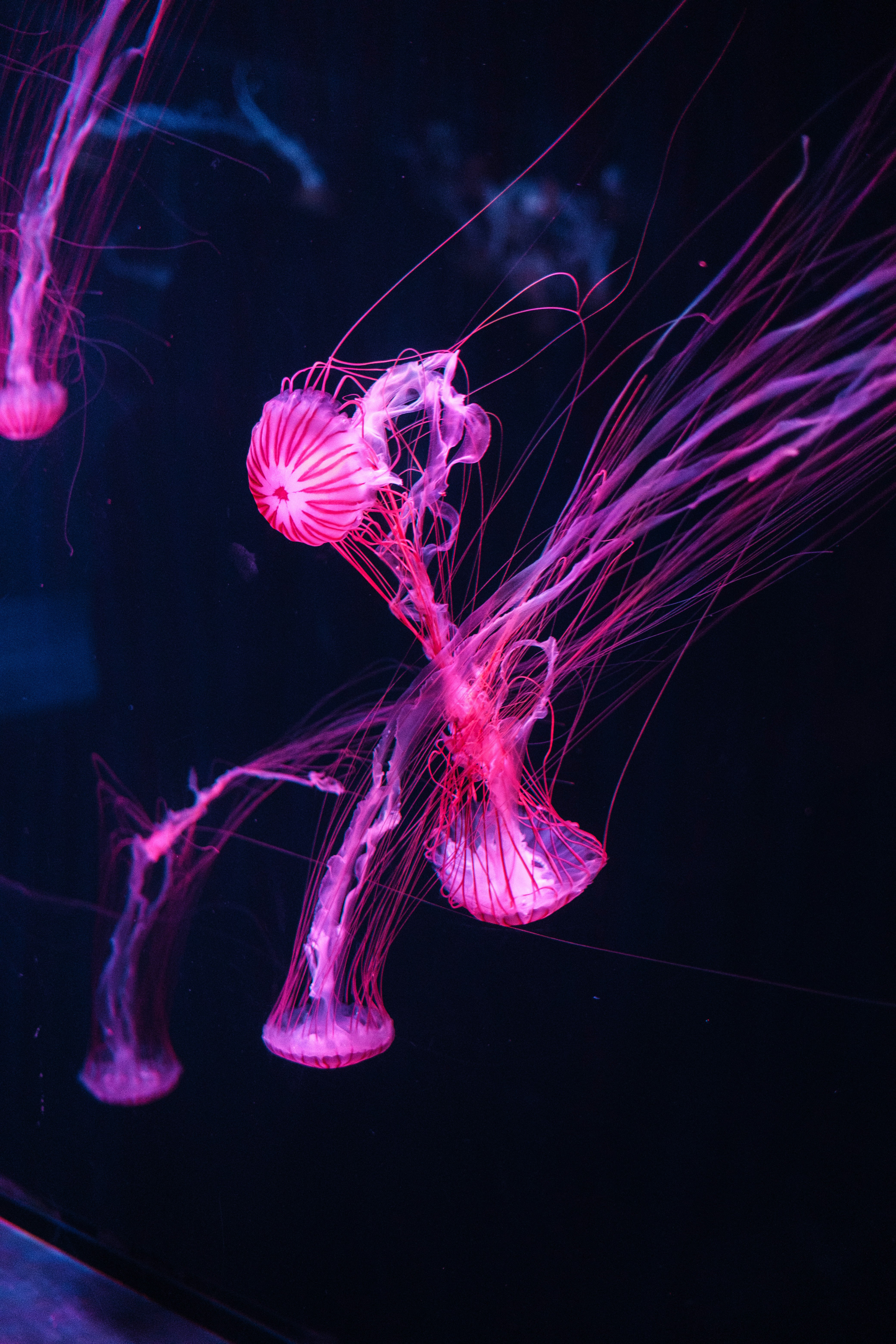 leuchtende Delfin-ähnliche Lichtkunst in einer Aquarien-Umgebung