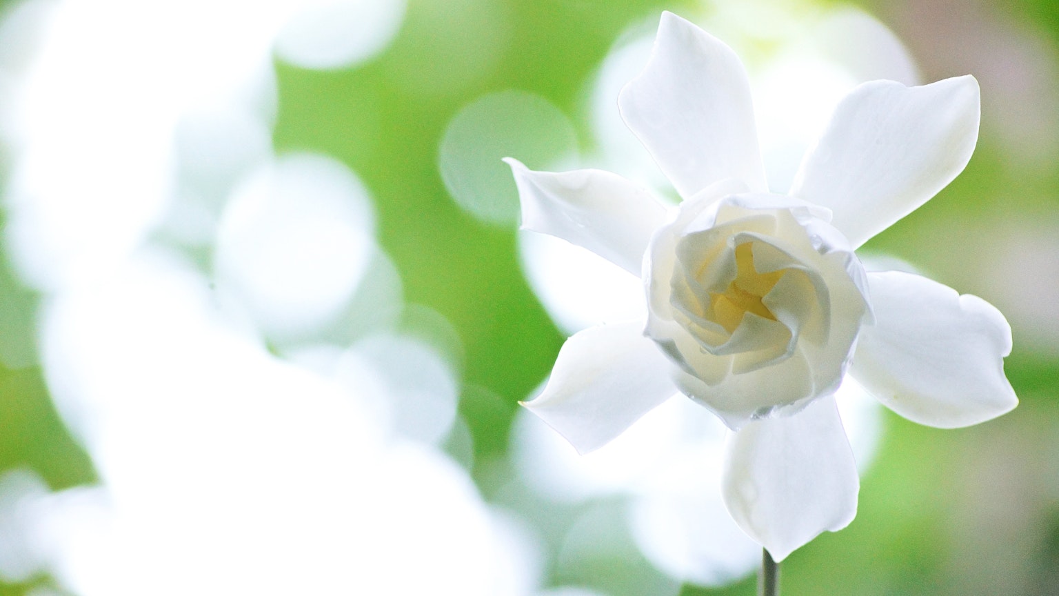 Primer plano de una flor blanca con un fondo verde difuminado