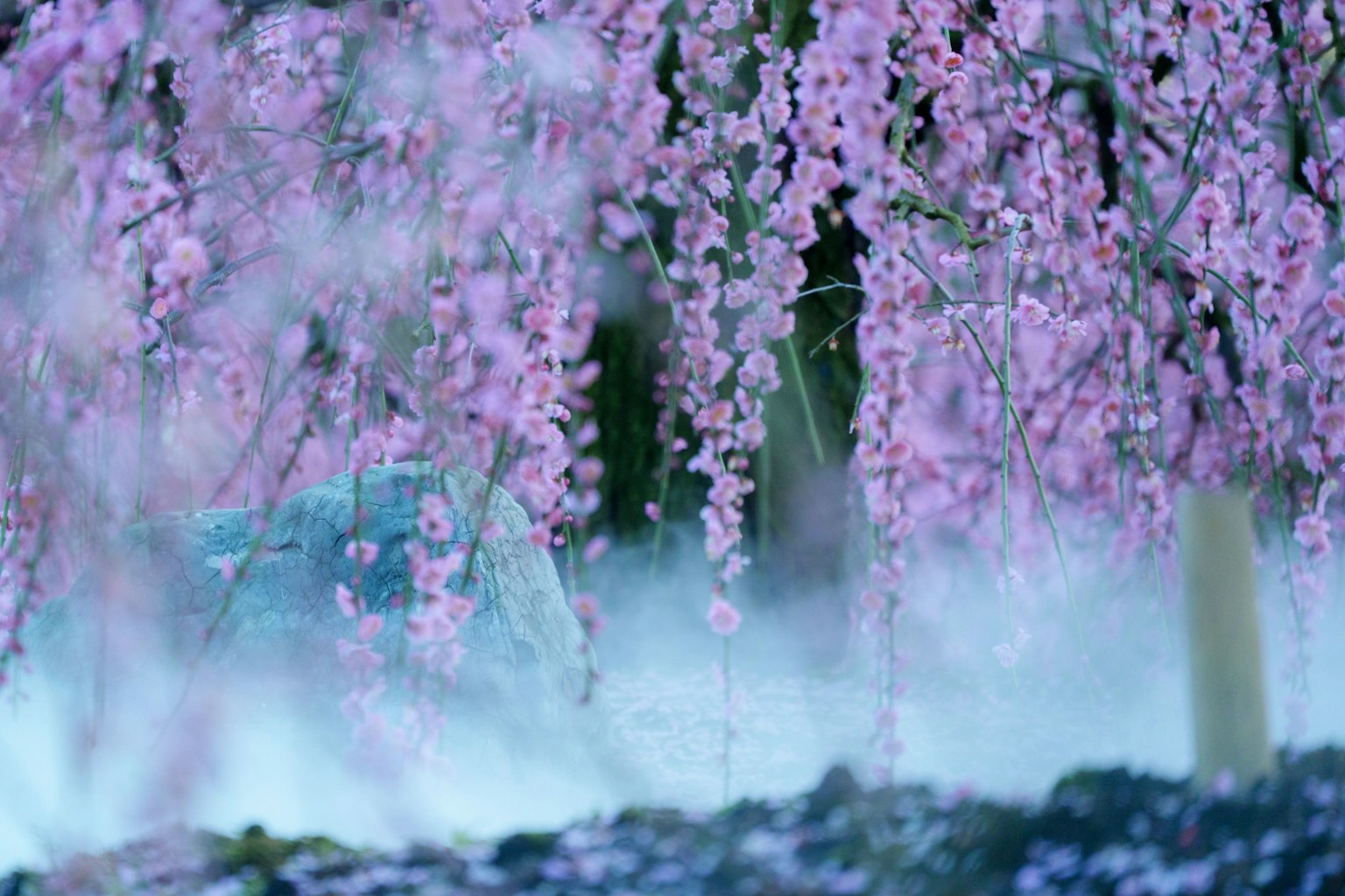 Pemandangan bunga sakura yang indah dengan bunga pink yang menggantung dan latar belakang berkabut