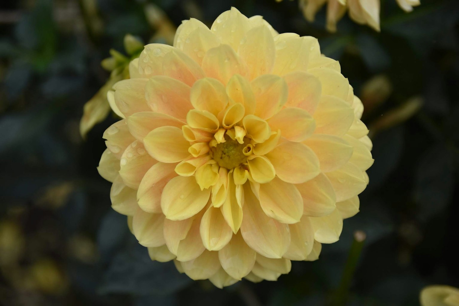 Una flor de dalia amarilla pálida en plena floración