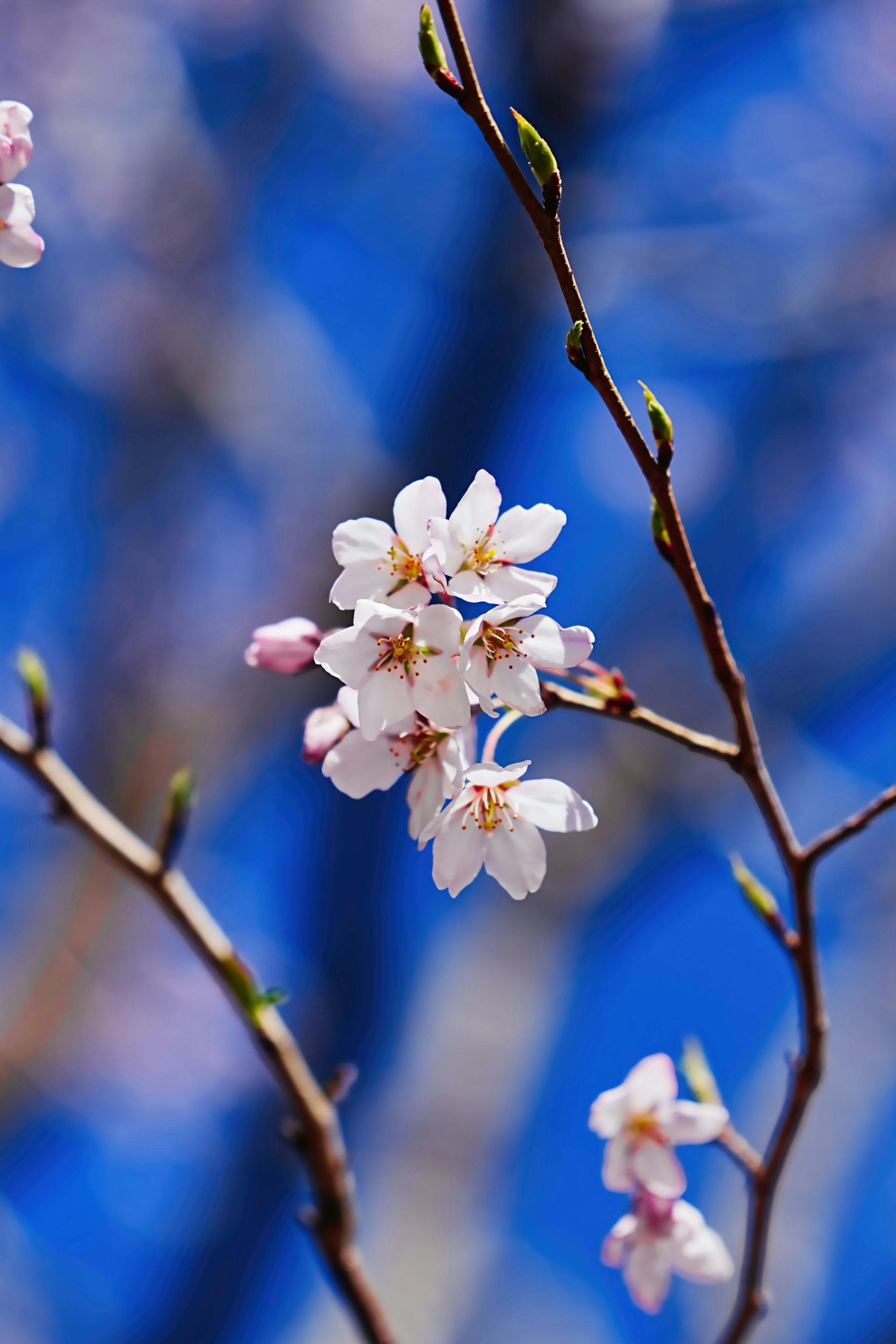 青空を背景に咲く桜の花枝