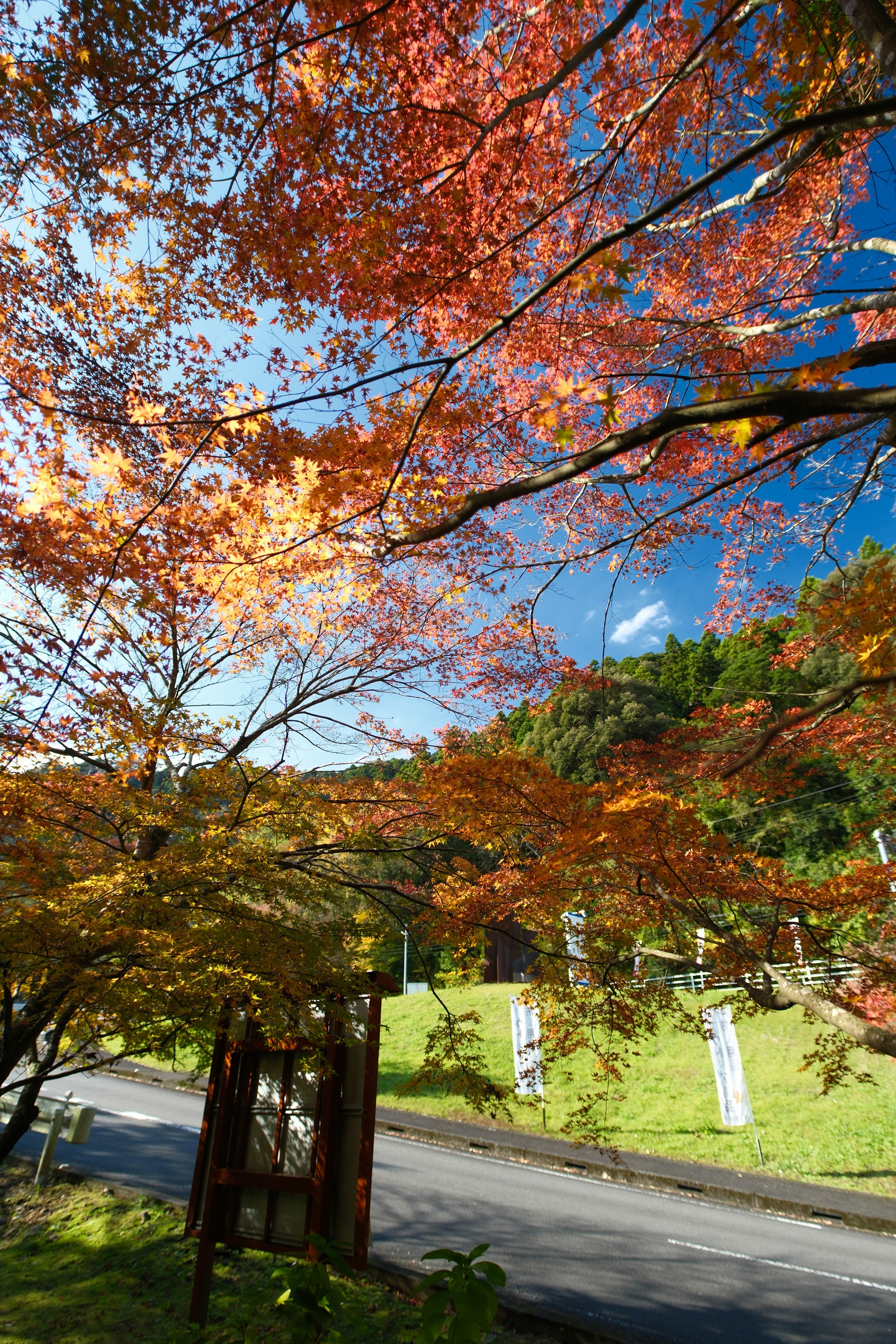 青井岳自然公園の紅葉が広がる山道の風景