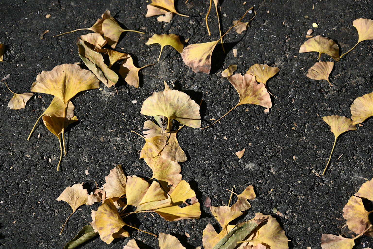 Feuilles jaunes de ginkgo éparpillées sur une surface pavée