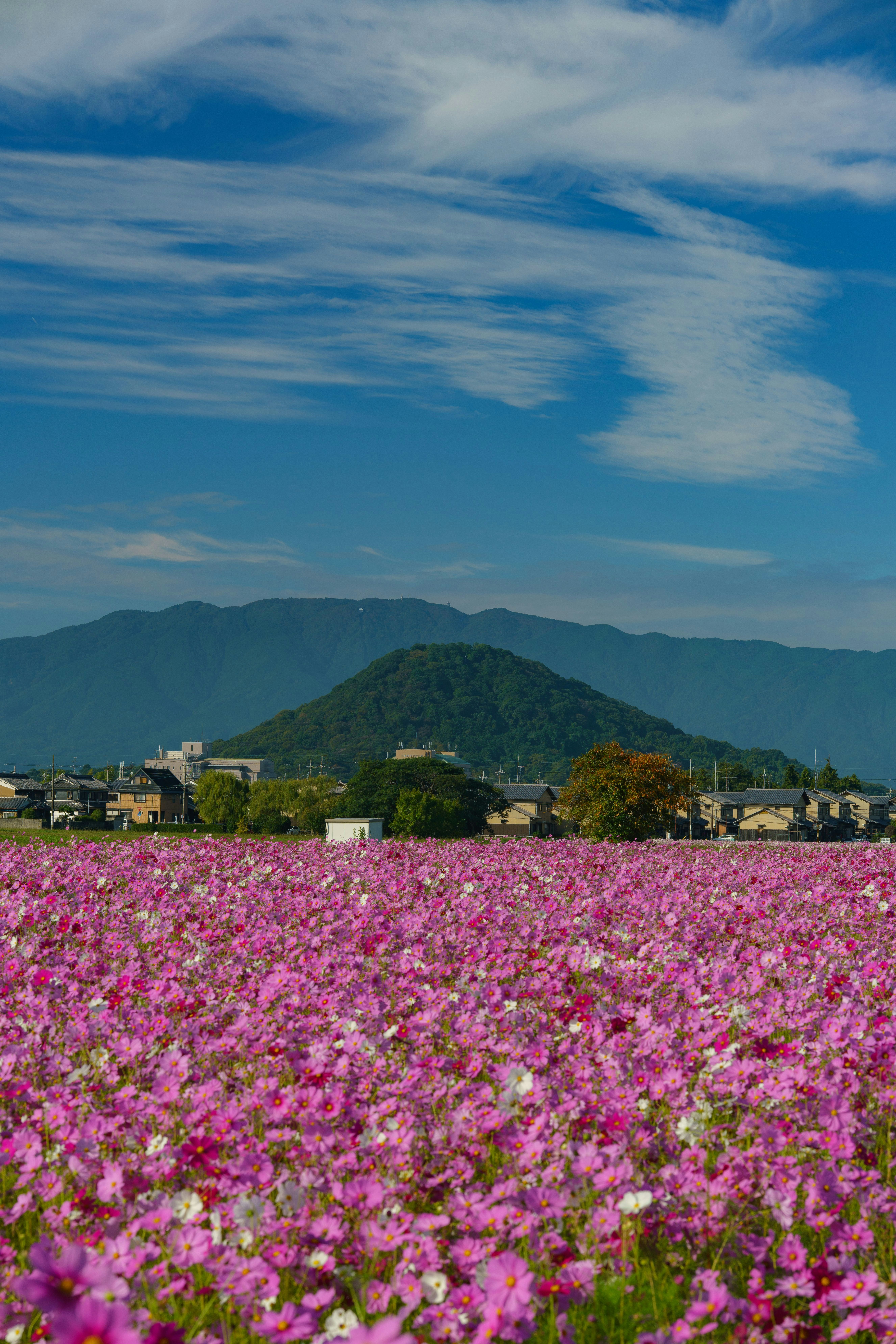 丘の上に広がるピンクの花畑と山並み