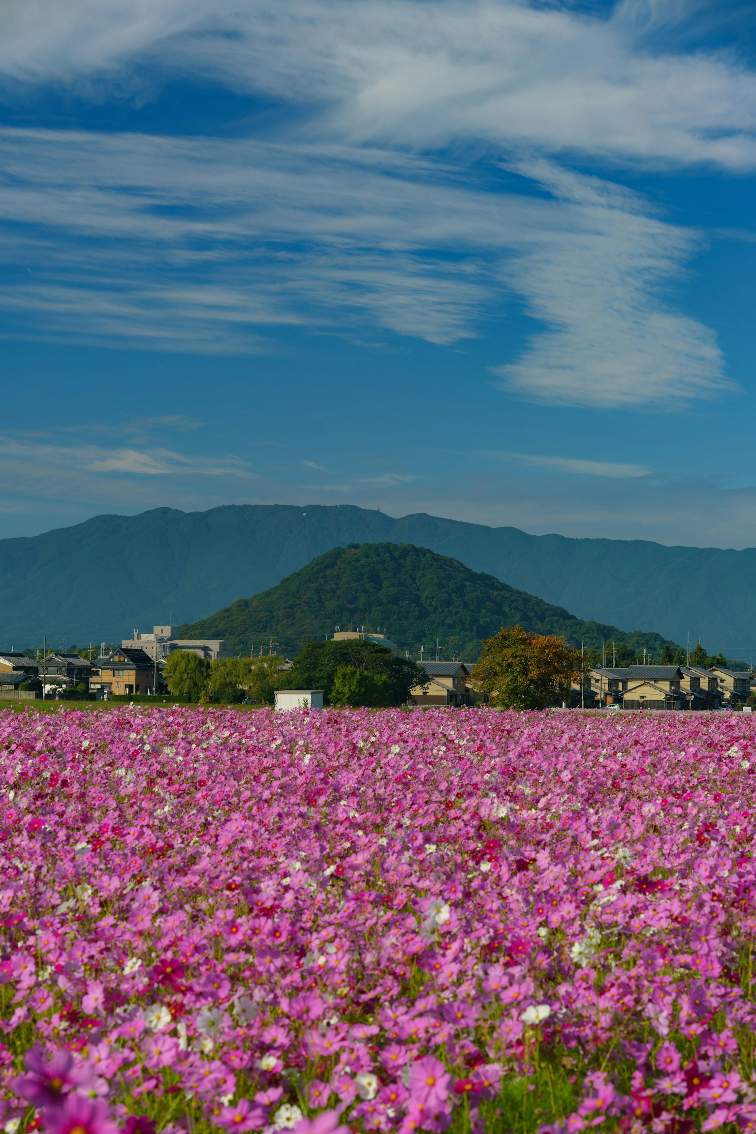 Vast field of blooming pink flowers under a blue sky with a mountain in the background