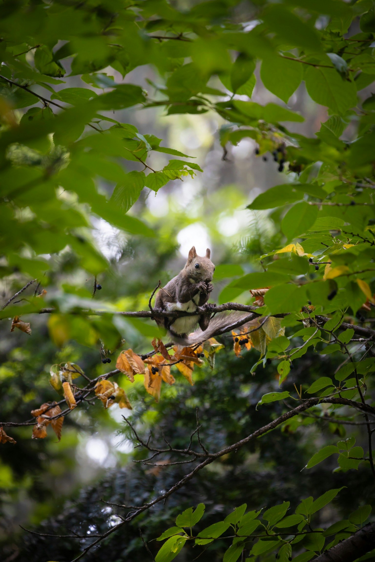 Squirrel duduk di atas cabang dikelilingi daun hijau
