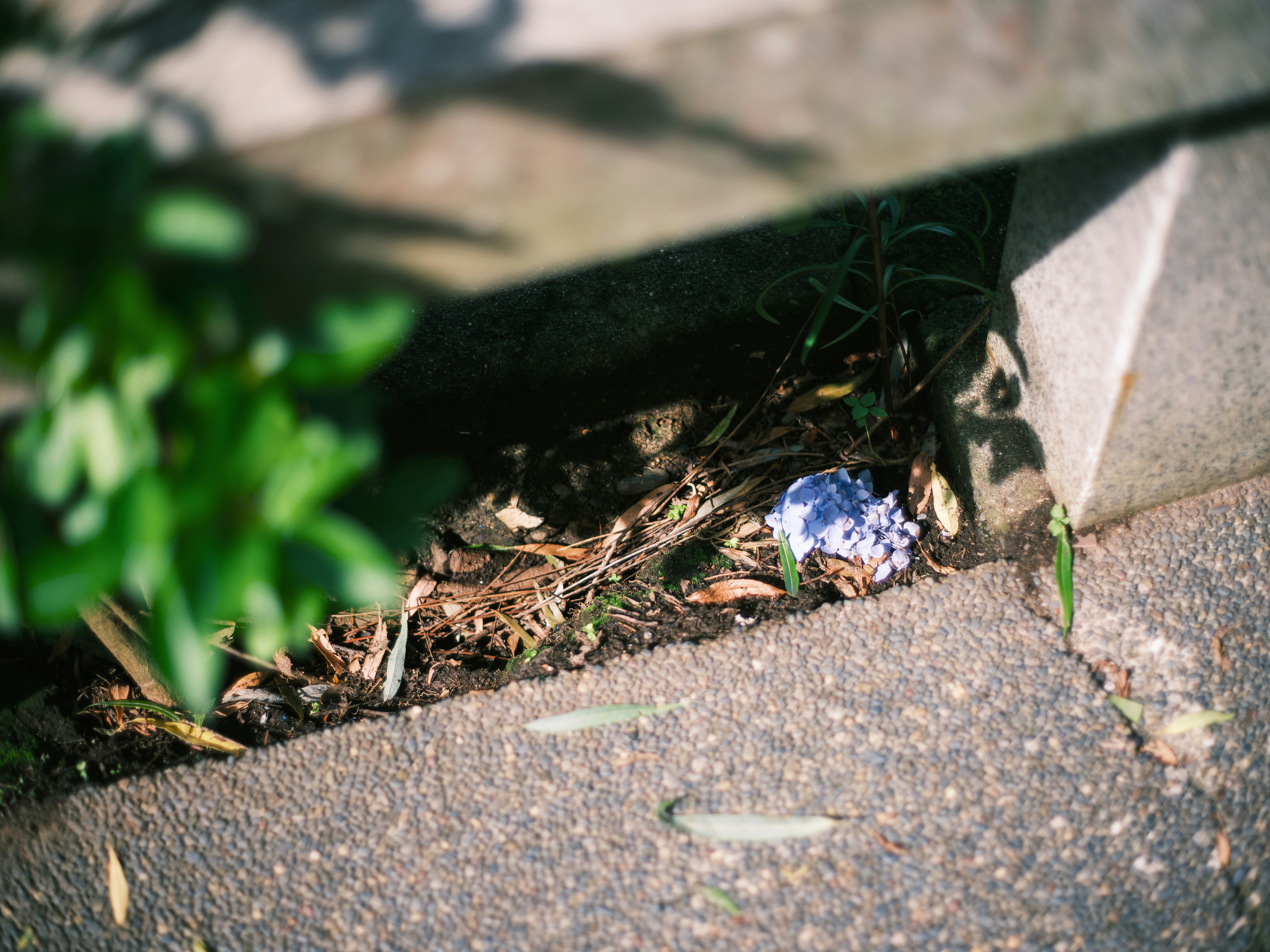 アスファルトの隙間に生える雑草と落ち葉のある路面