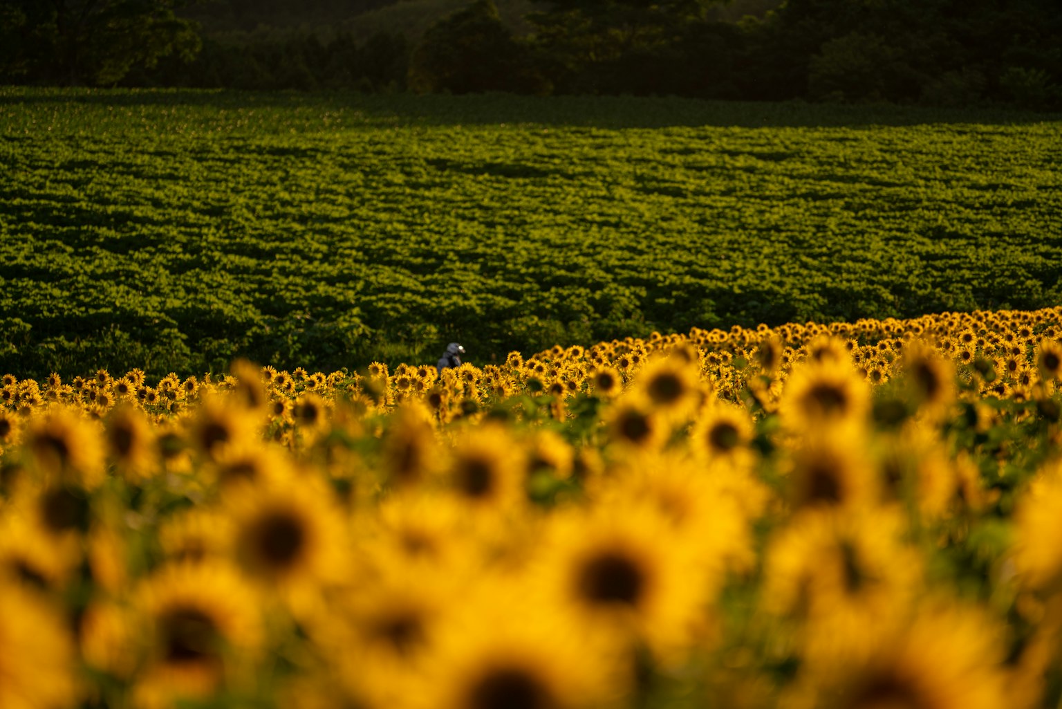 Vibrant sunflower field with green farmland in the background