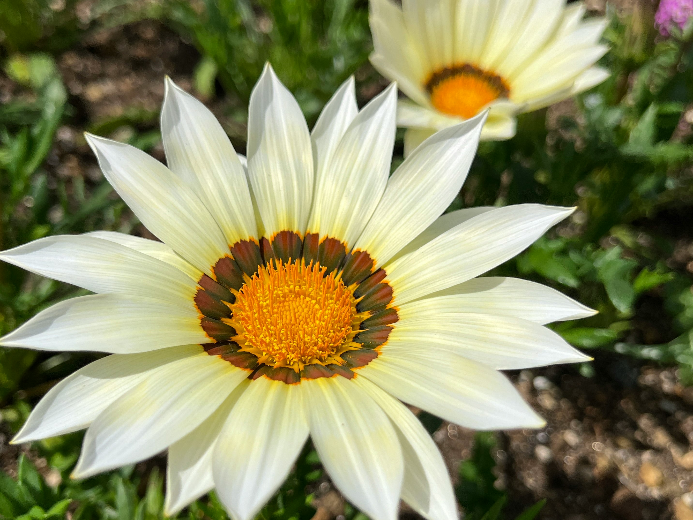 白い花びらのガーベラの花と鮮やかな花芯