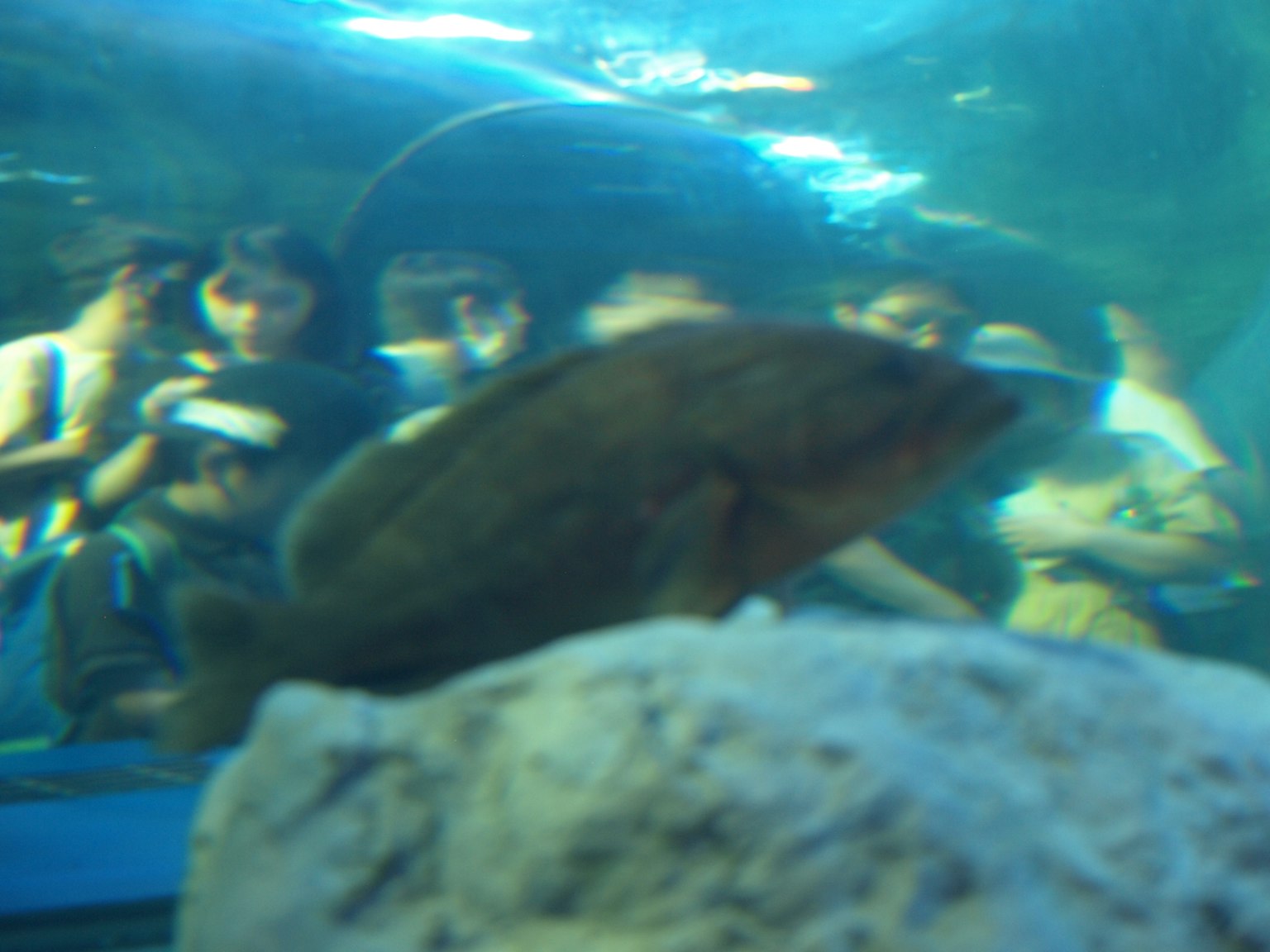 Pez nadando en un acuario con espectadores al fondo