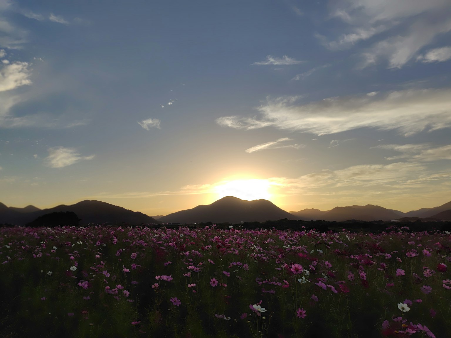 夕日が山々の間に沈むコスモス畑の風景