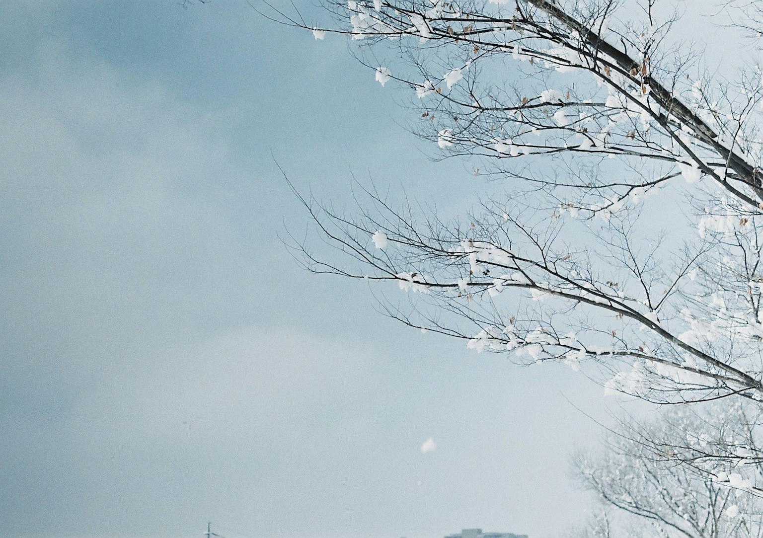冬季景观，雪覆盖的树枝和蓝天