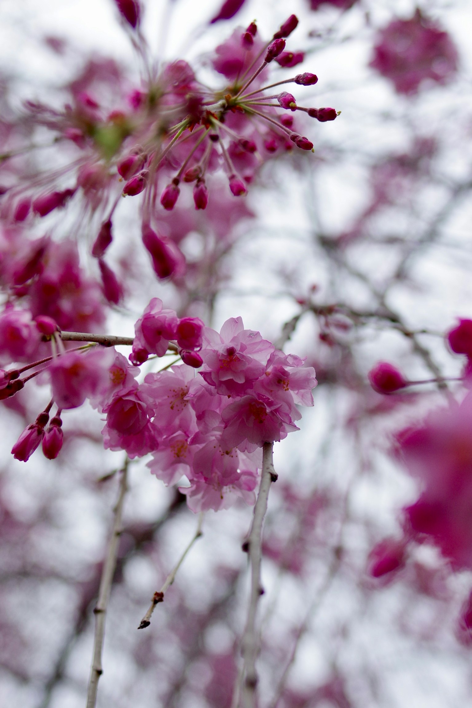 Gros plan sur des fleurs de cerisier en fleurs au printemps