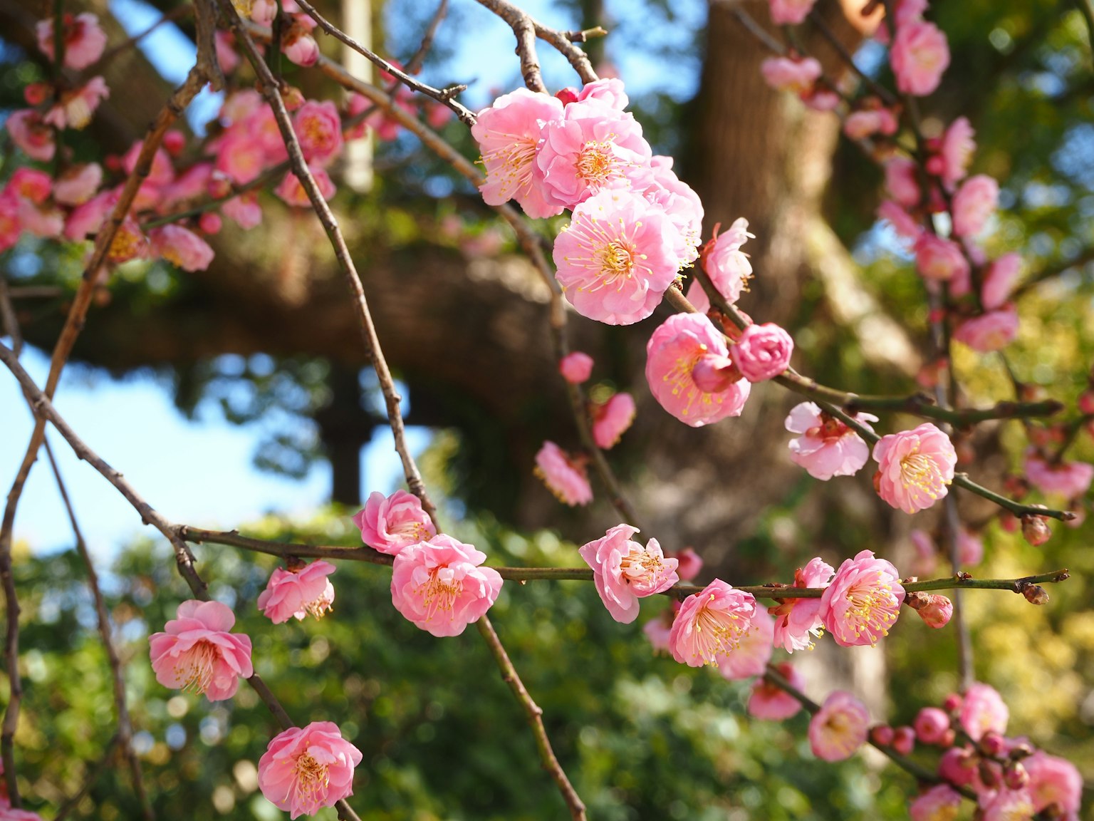 Gros plan sur des fleurs de cerisier sur des branches