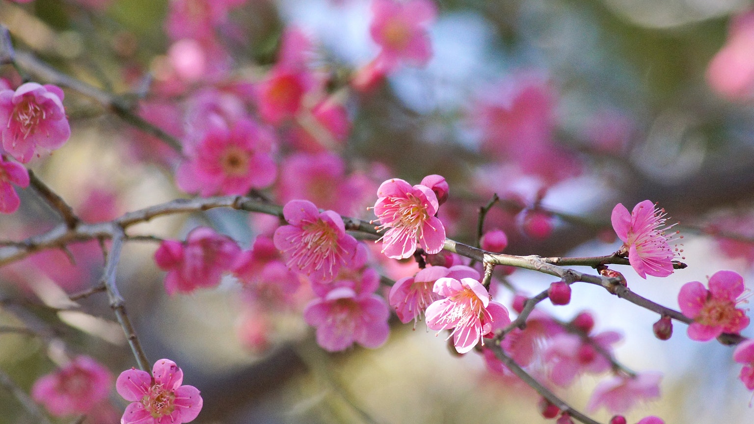 Nahaufnahme von Zweigen mit blühenden rosa Blumen