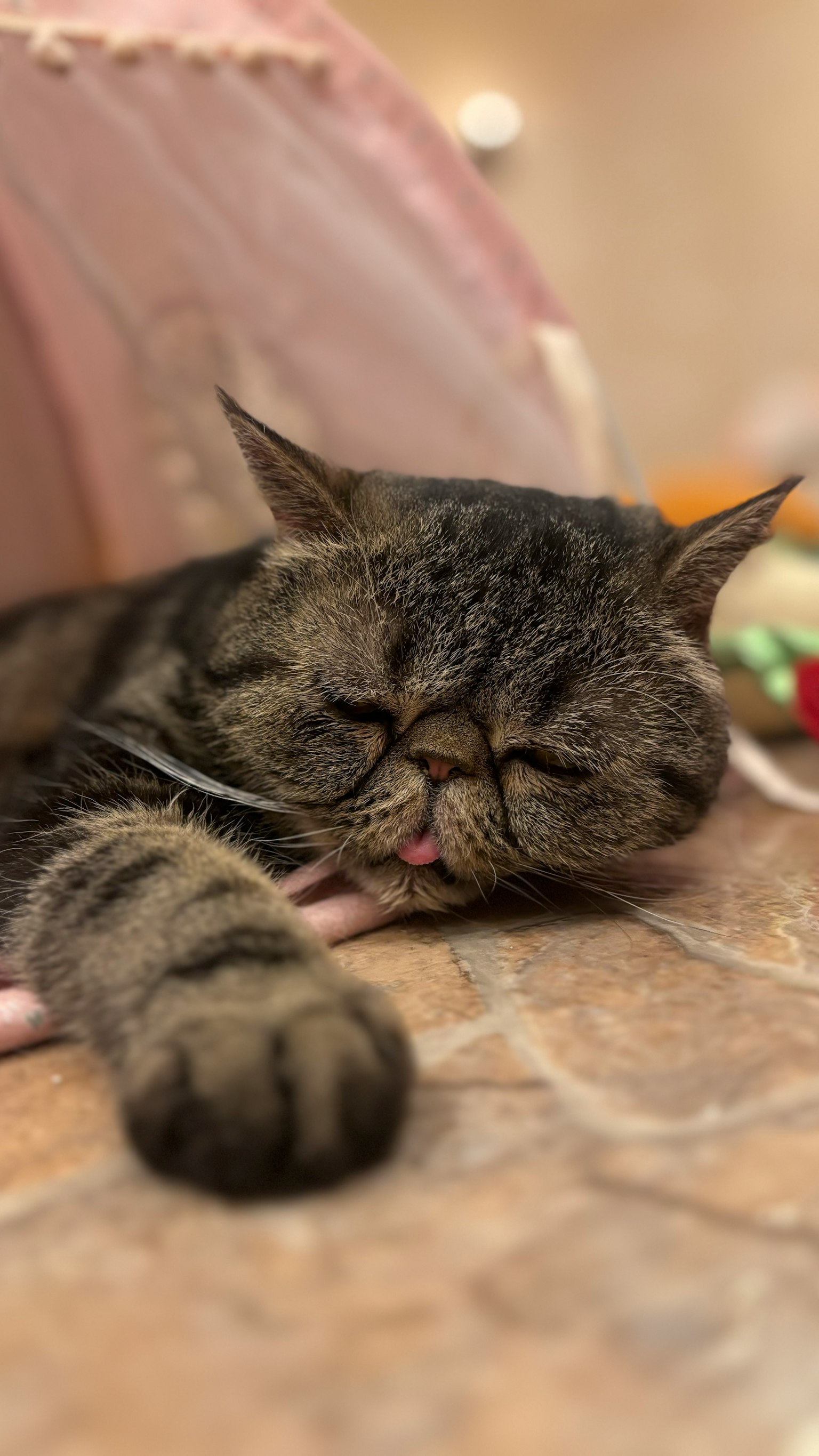 Un chat exotic shorthair dormant paisiblement