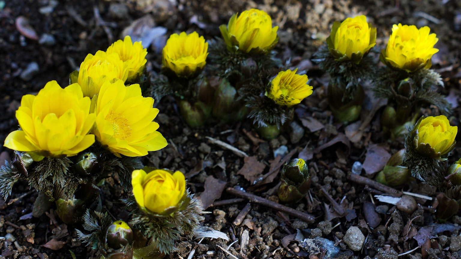 Gruppo di fiori gialli in fiore sul terreno