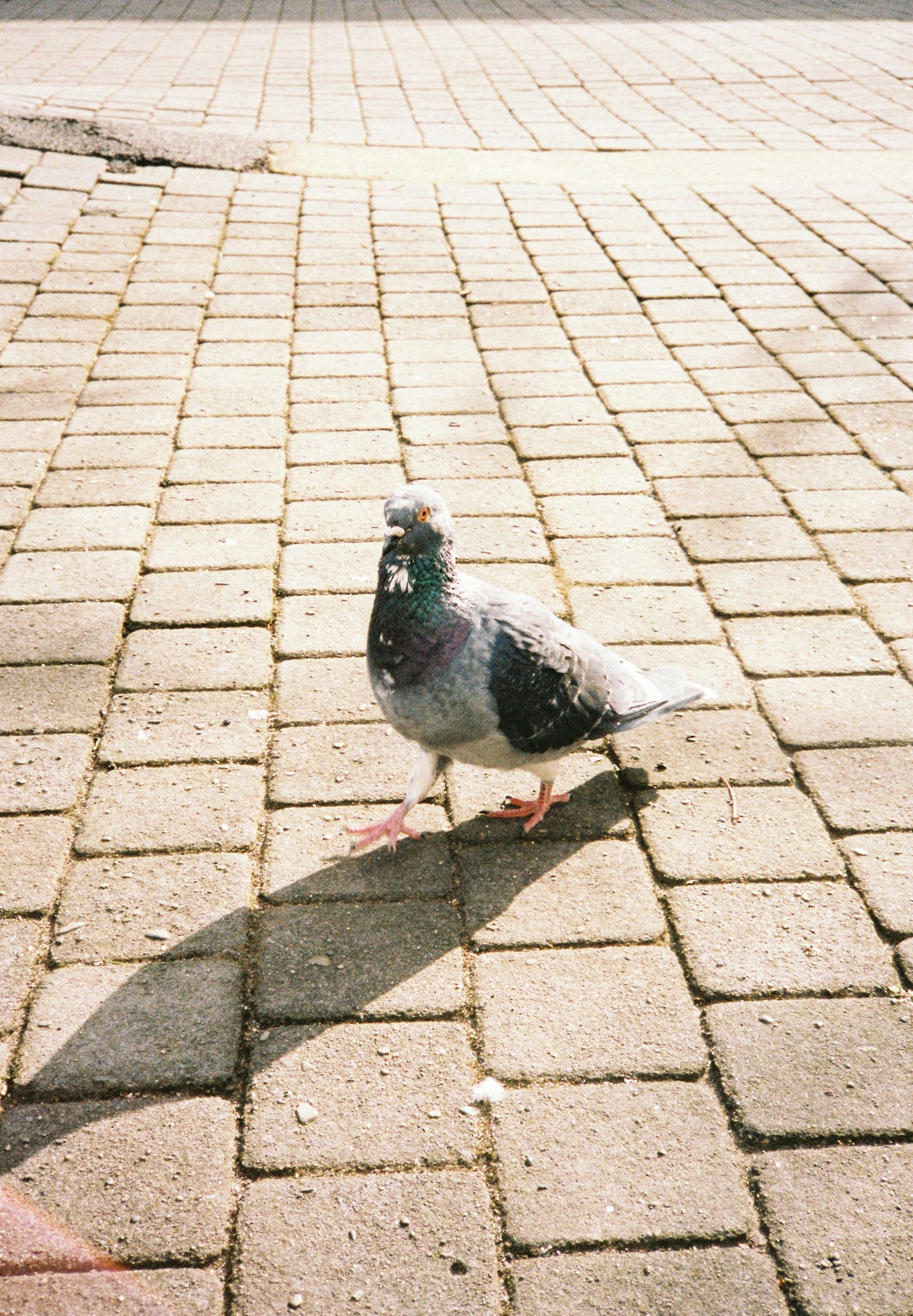 Paloma de pie en un camino pavimentado