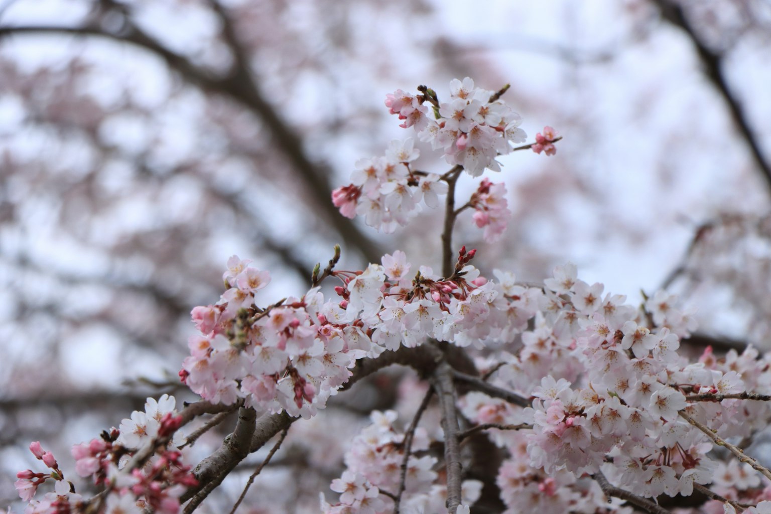 Gros plan sur des branches de cerisier en fleurs