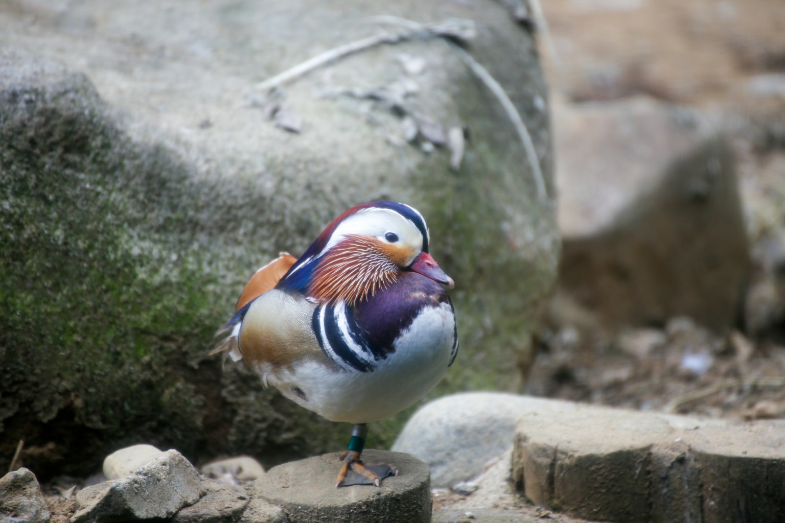 Un pato mandarín colorido de pie cerca de una roca