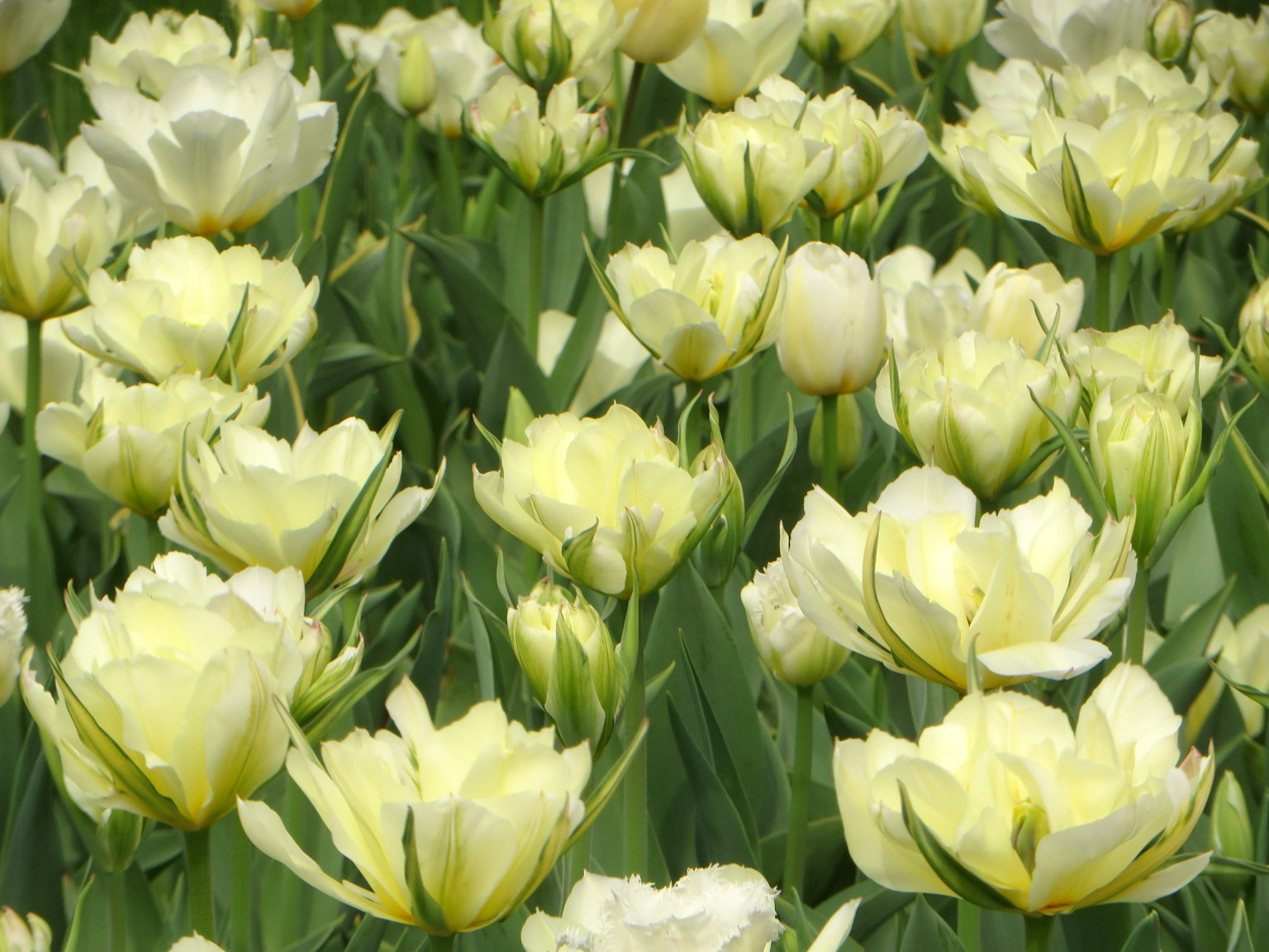 Cánh đồng tulip trắng được bao quanh bởi lá xanh
