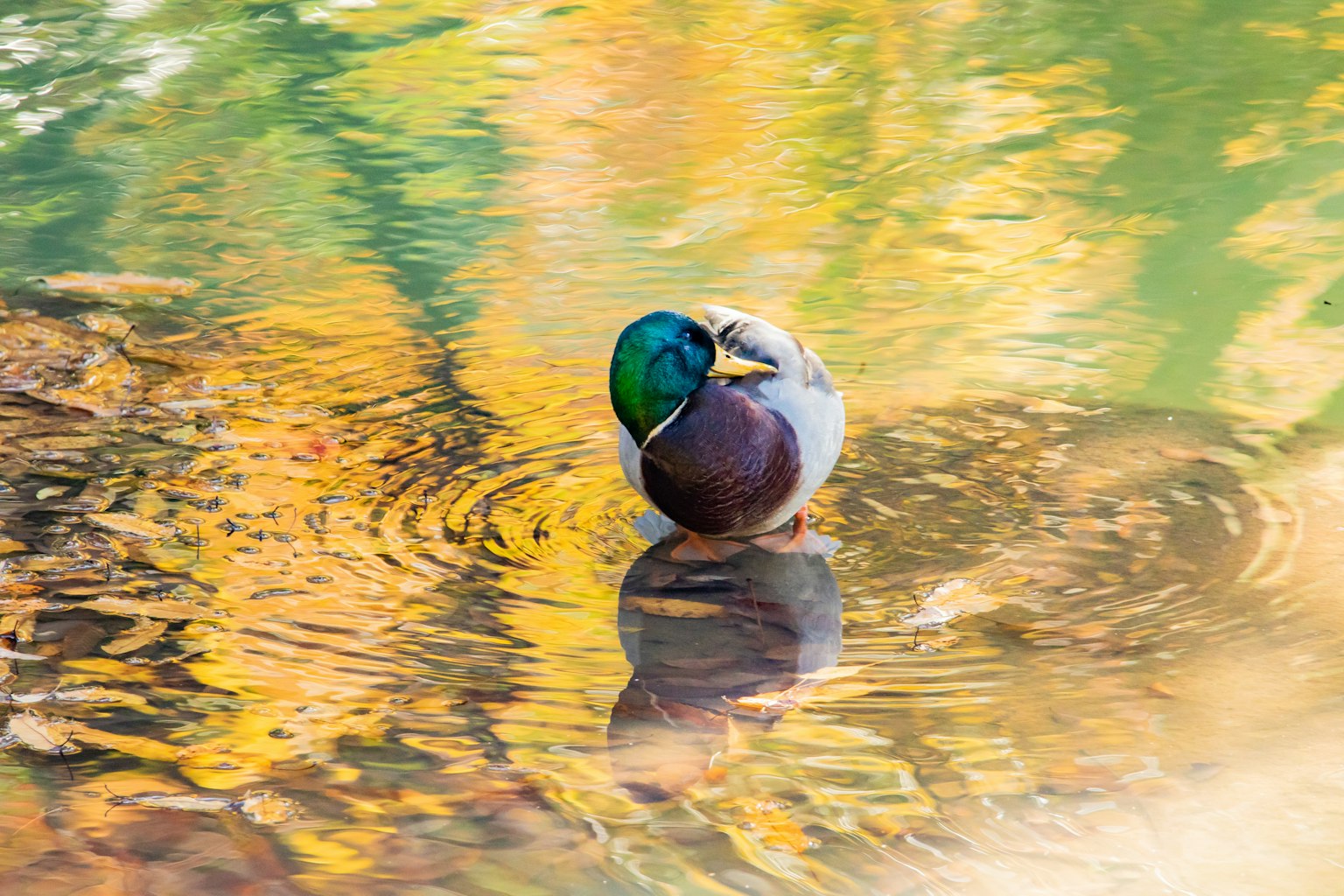 Bebek jantan mallard mengapung di air dengan warna musim gugur yang terpantul