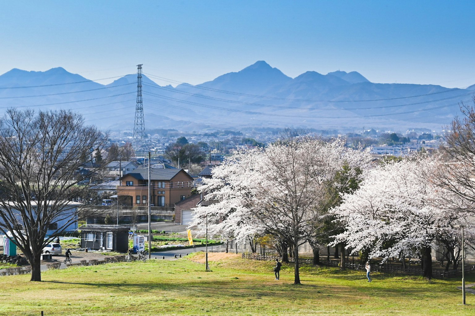 蓝天之下樱花树和山脉的风景
