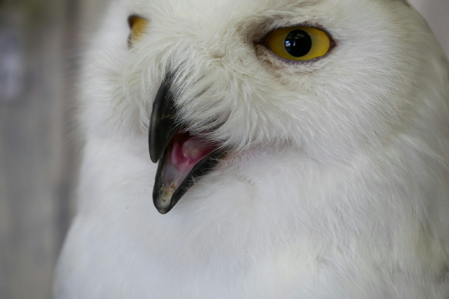 Acercamiento de un búho blanco con ojos amarillos brillantes y pico abierto