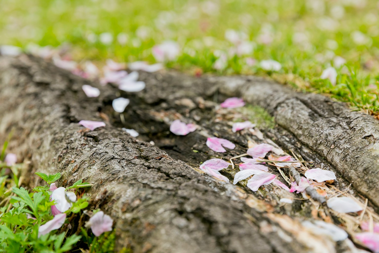 Petali di ciliegio sparsi su un tronco d'albero con erba verde