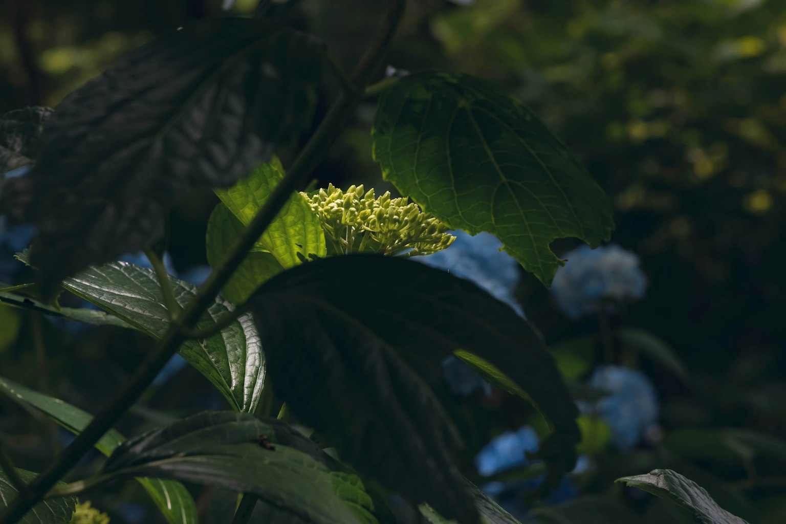 Natural scene featuring green leaves and blue flower buds
