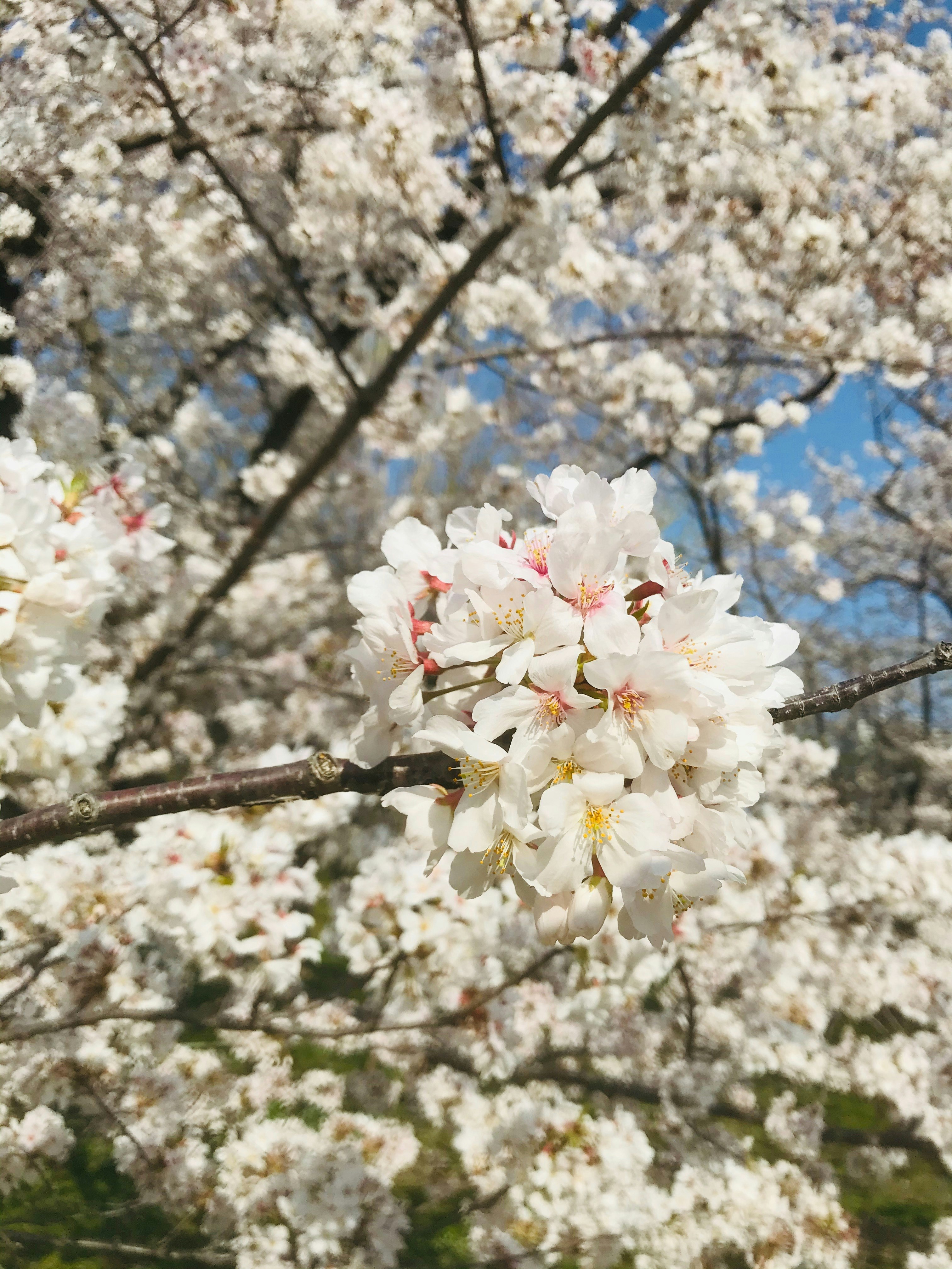 疫情時期盛開的櫻花枝頭特寫