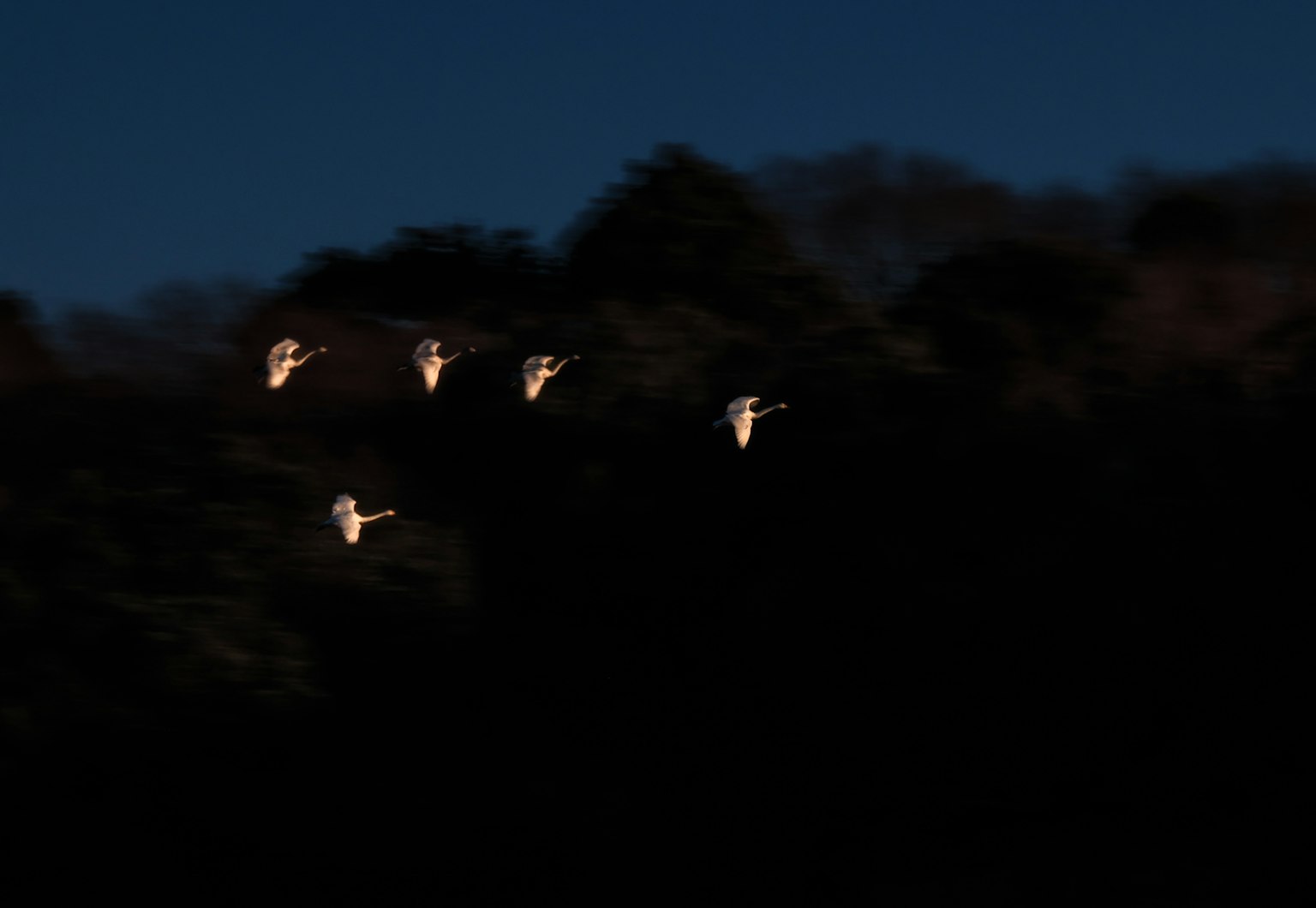 Silhouette of a flock of white birds flying in the night sky