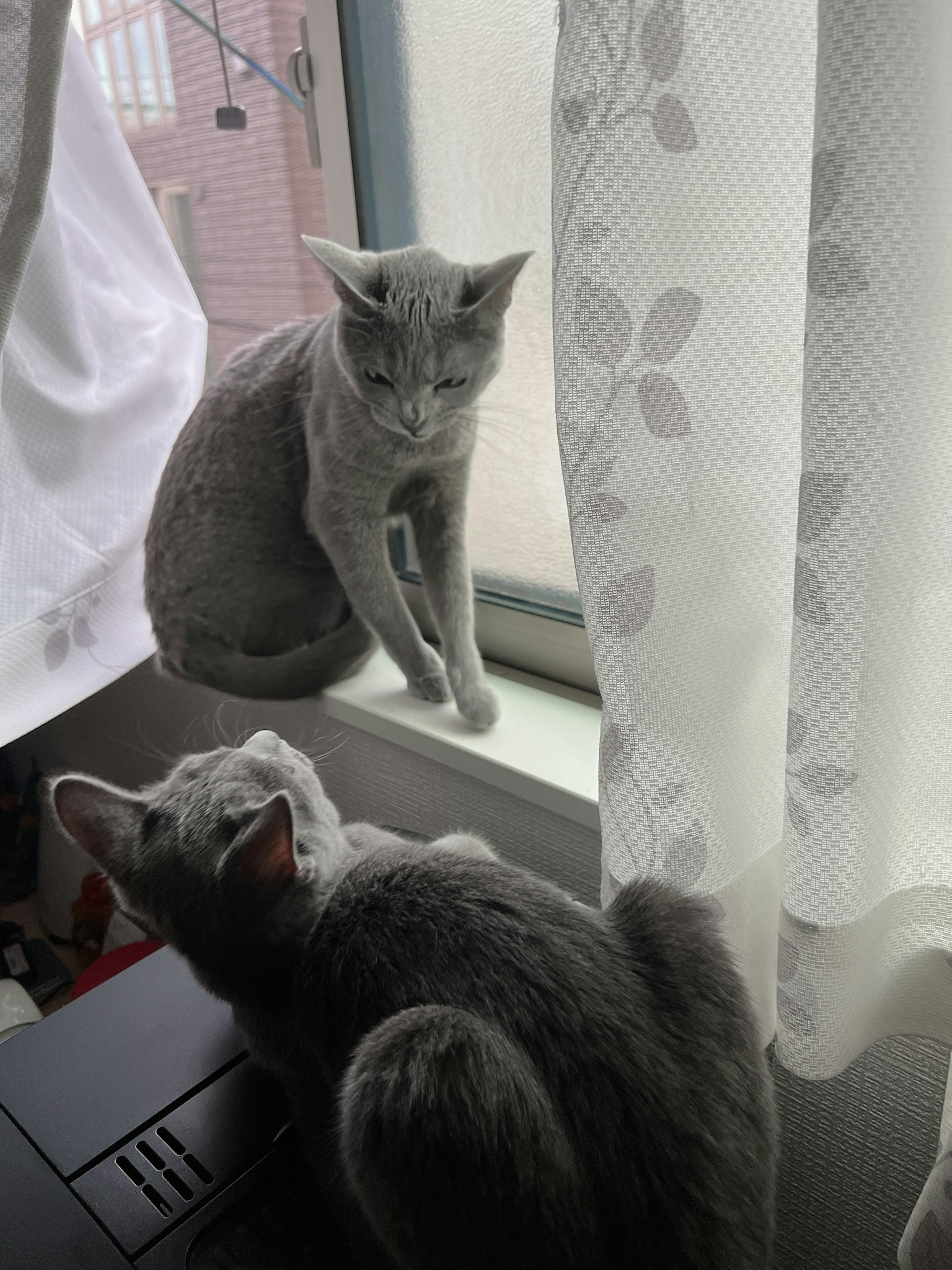 Due gatti grigi seduti vicino a una finestra uno che guarda fuori