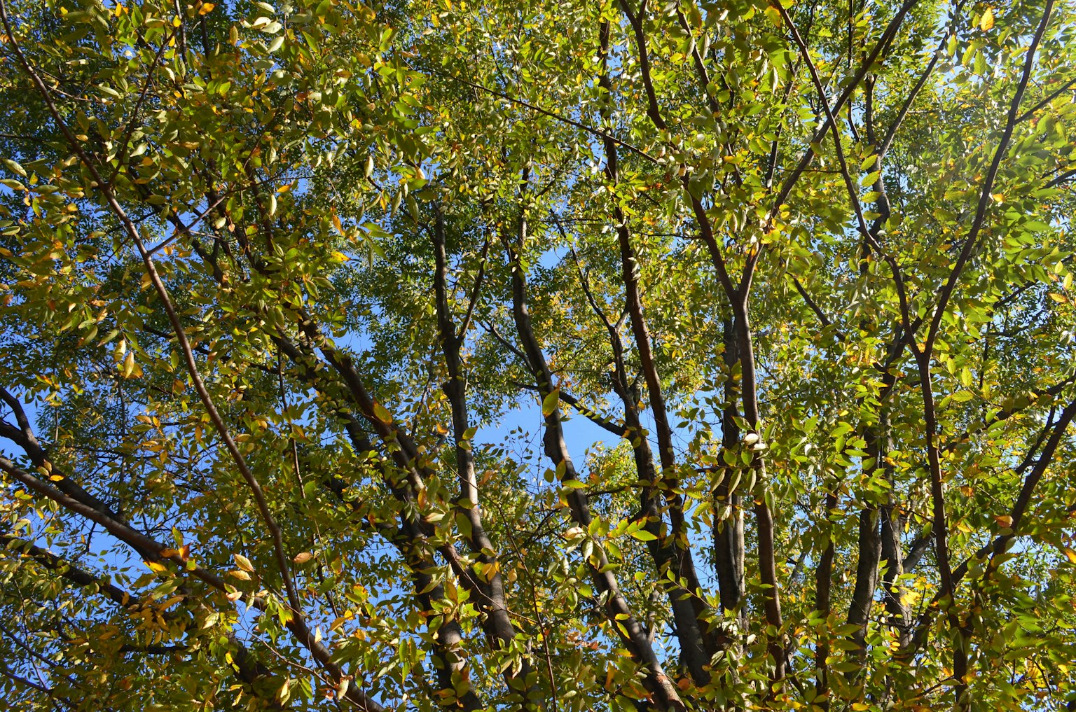 Parte superiore di un albero con foglie verdi sotto un cielo blu