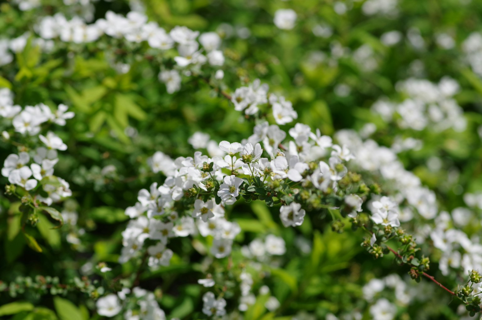 Close-up of white flowers blooming against a green background