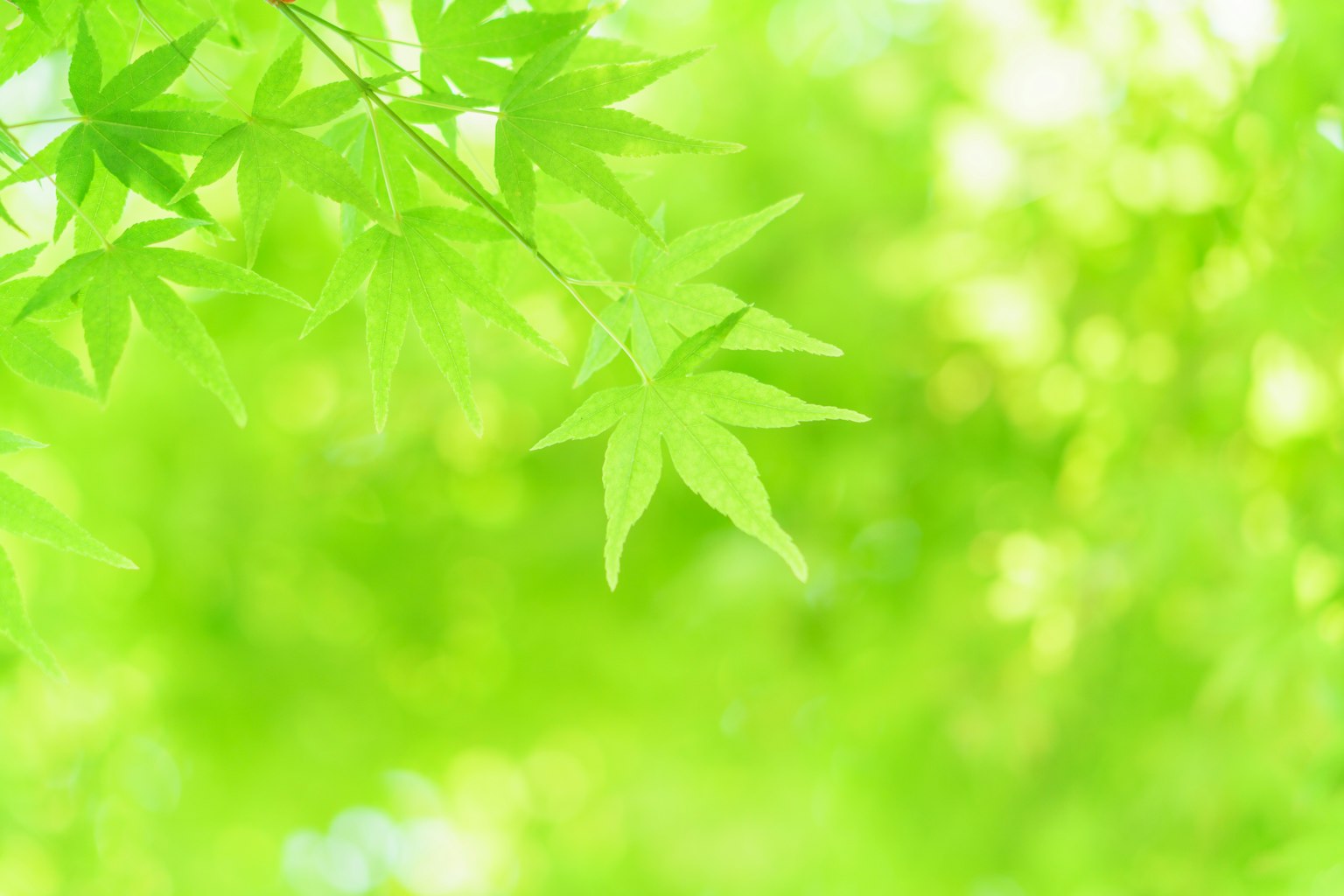 新鮮綠色葉子的美麗背景