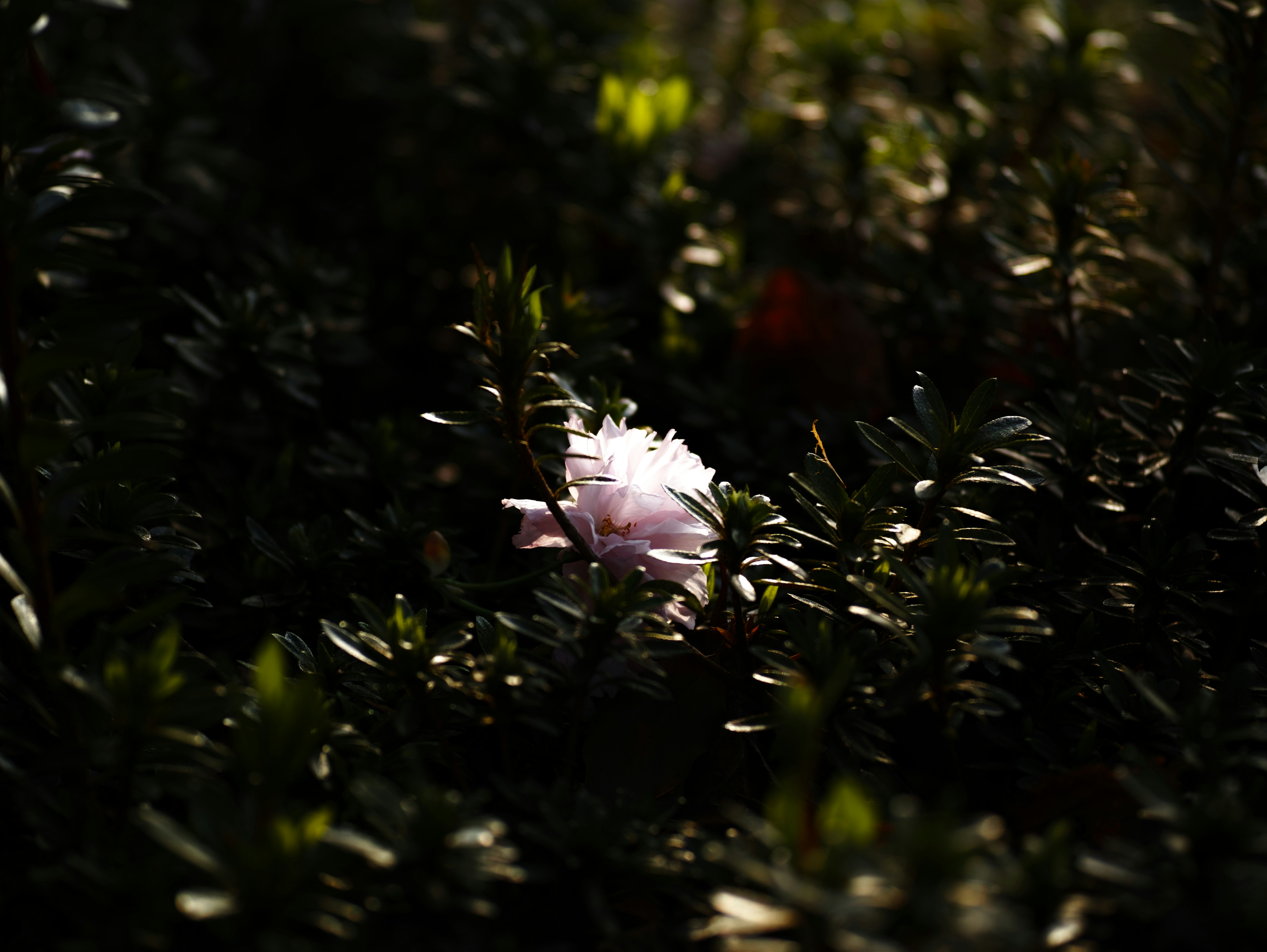 暗い背景の中に淡いピンクの花が一輪咲いている