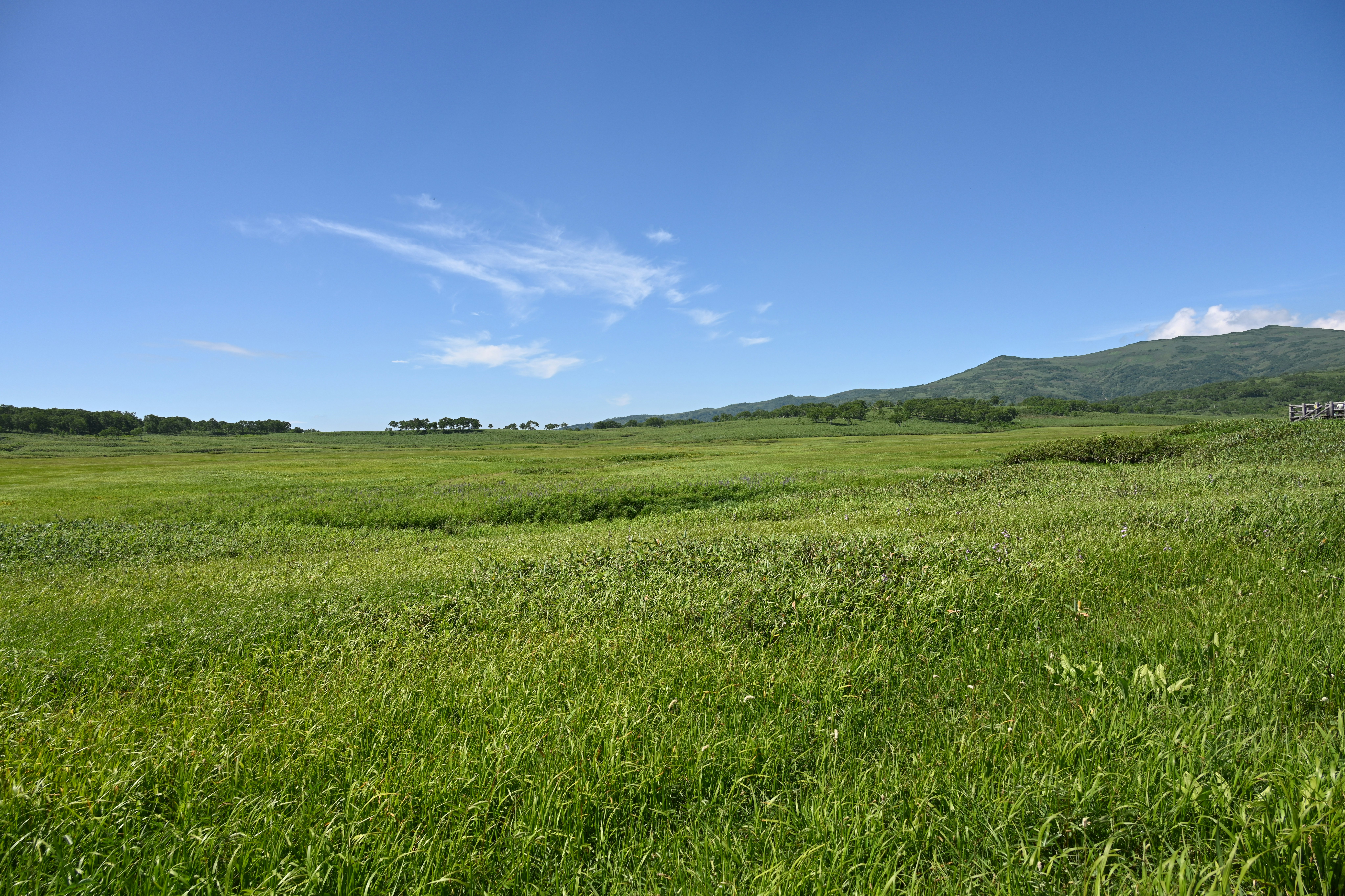 起伏丘陵与广阔的绿色草地风景