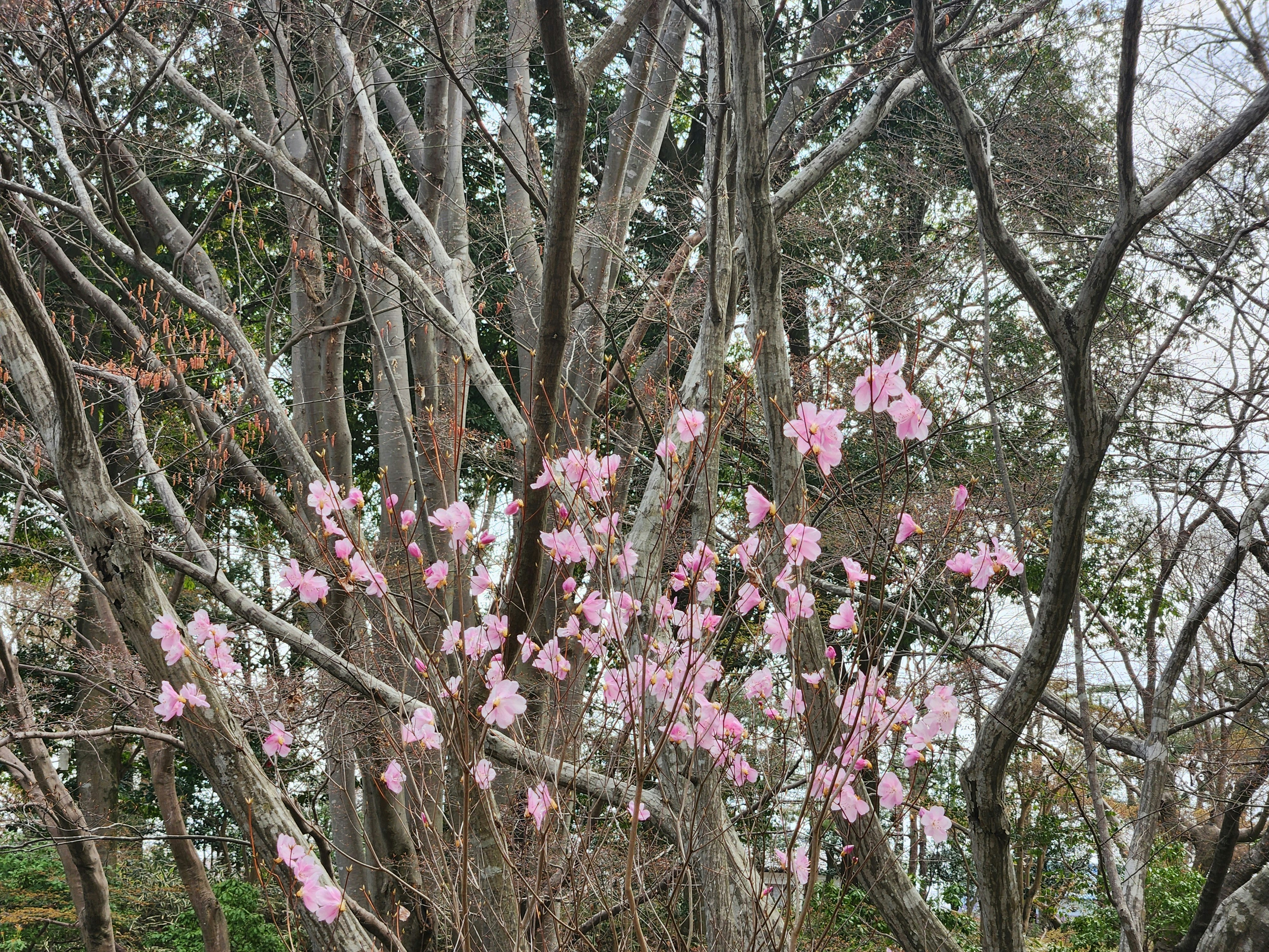 やしおつつじのピンクの花が咲く並木の林