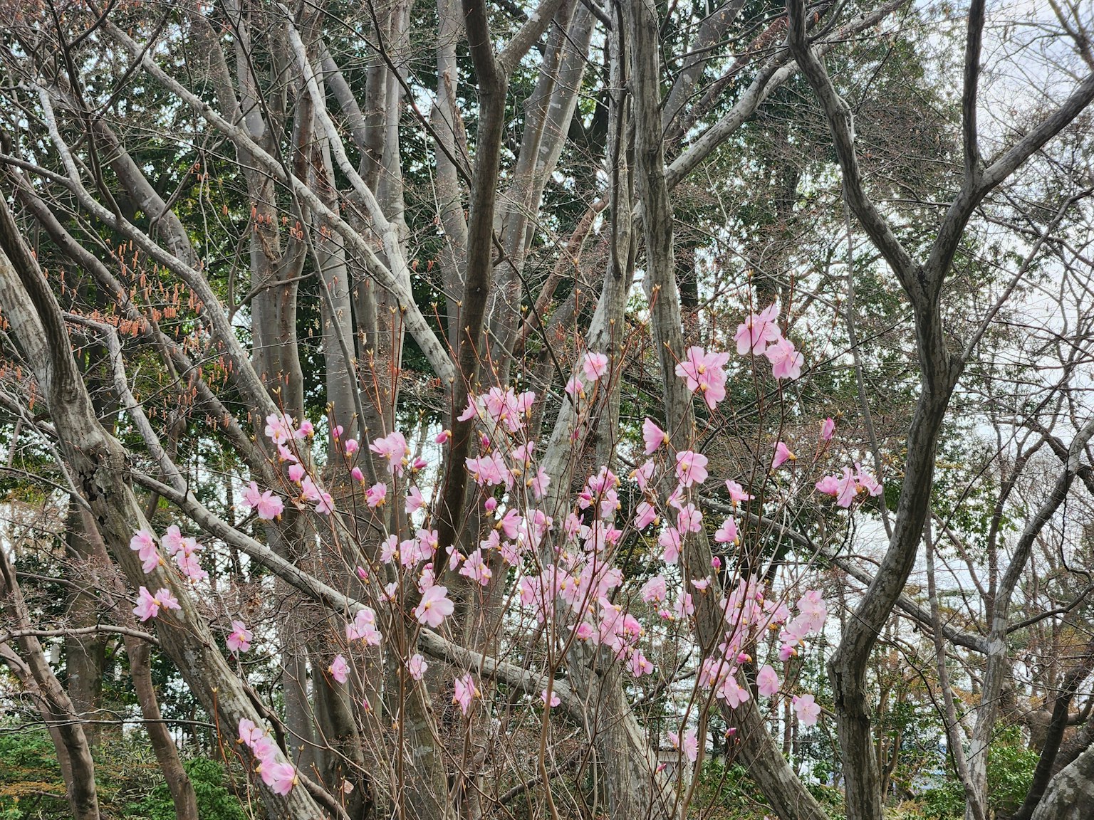 Zweige eines Baumes mit blühenden rosa Kirschblüten und umliegenden Bäumen