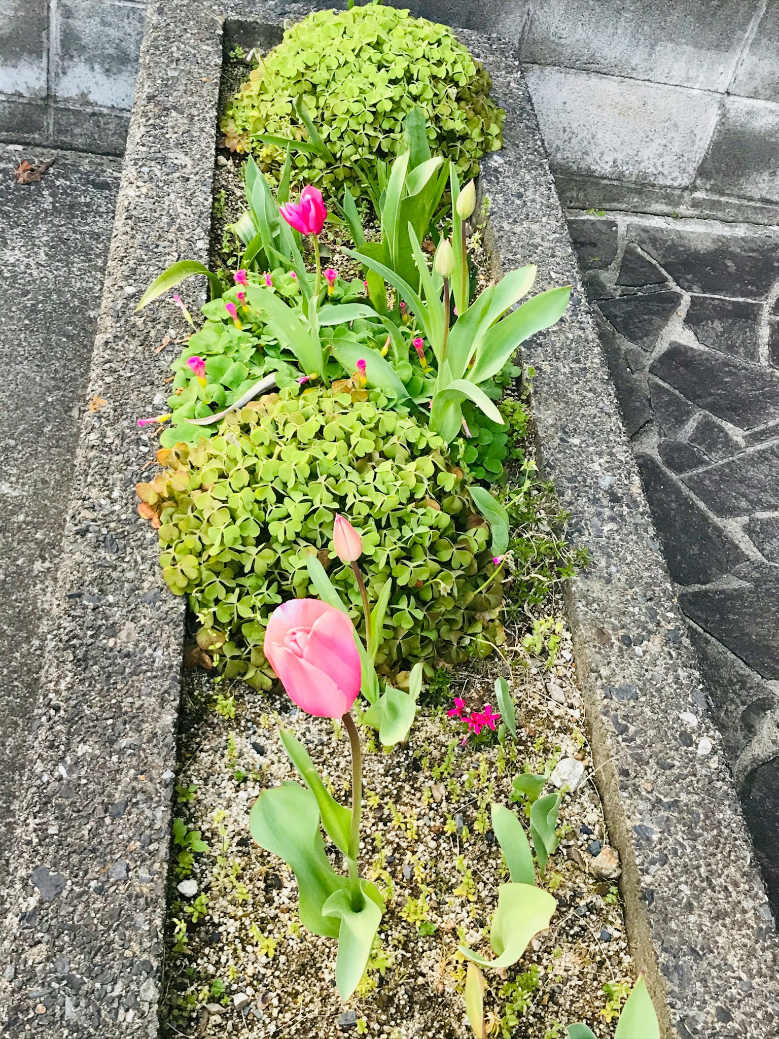 Ảnh của một bồn hoa với cây xanh và hoa tulip màu hồng