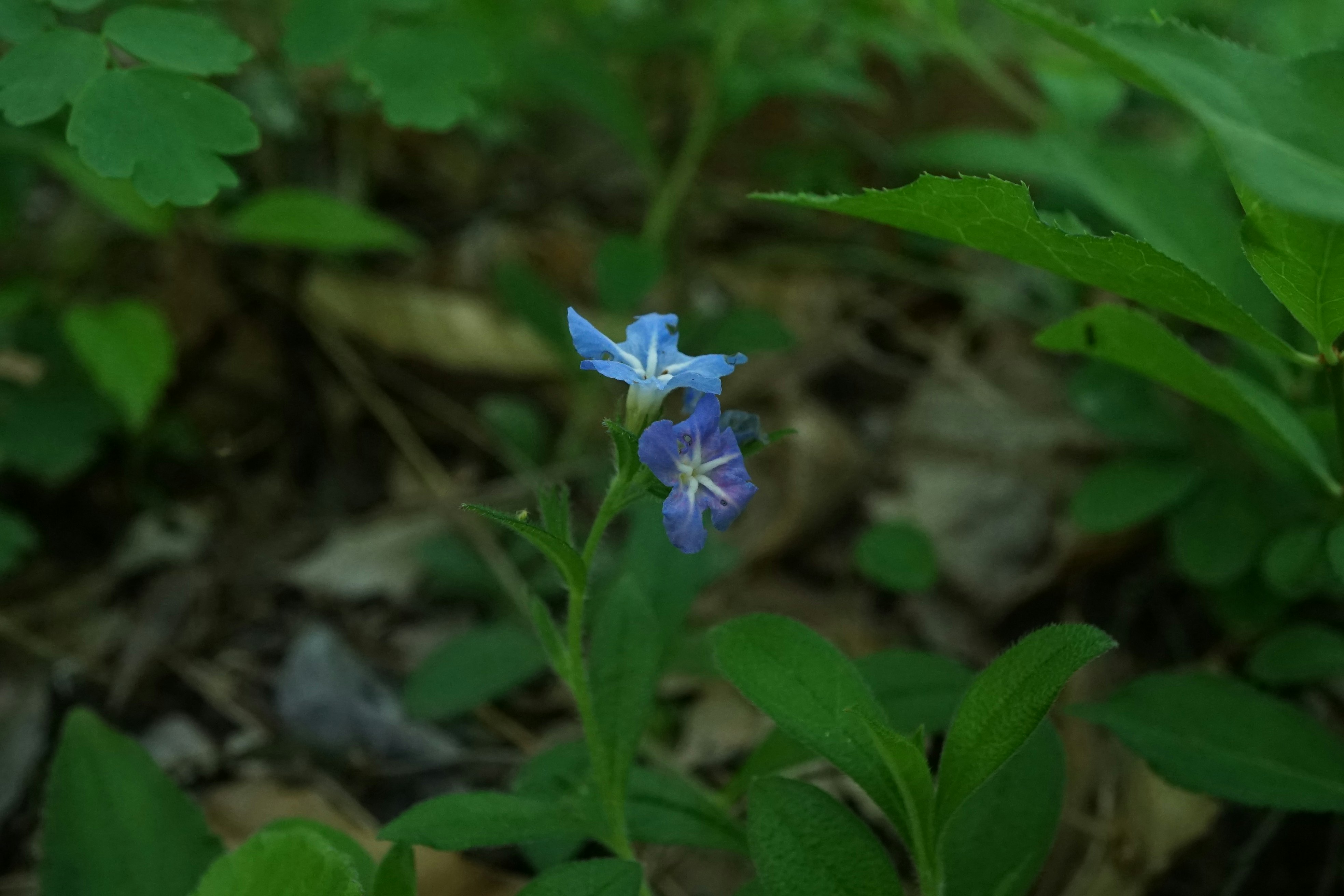 ホタルカズラの青い花が茂みの中で咲く上田市の自然