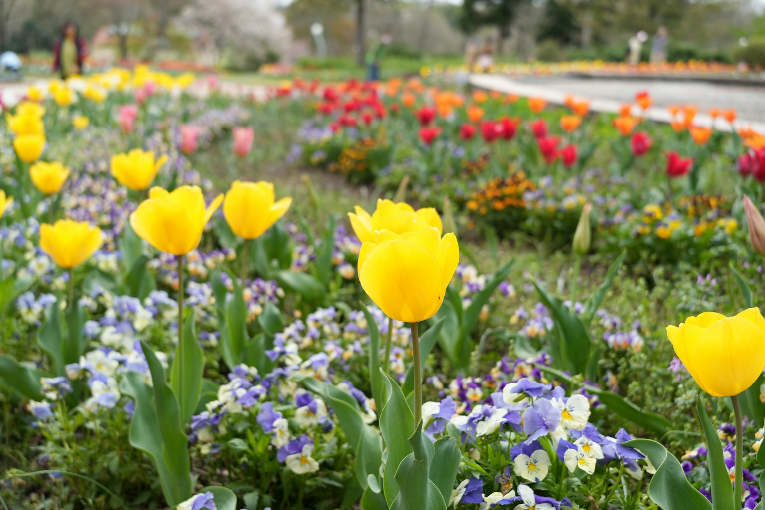 Un jardín vibrante con tulipanes amarillos y pensamientos morados