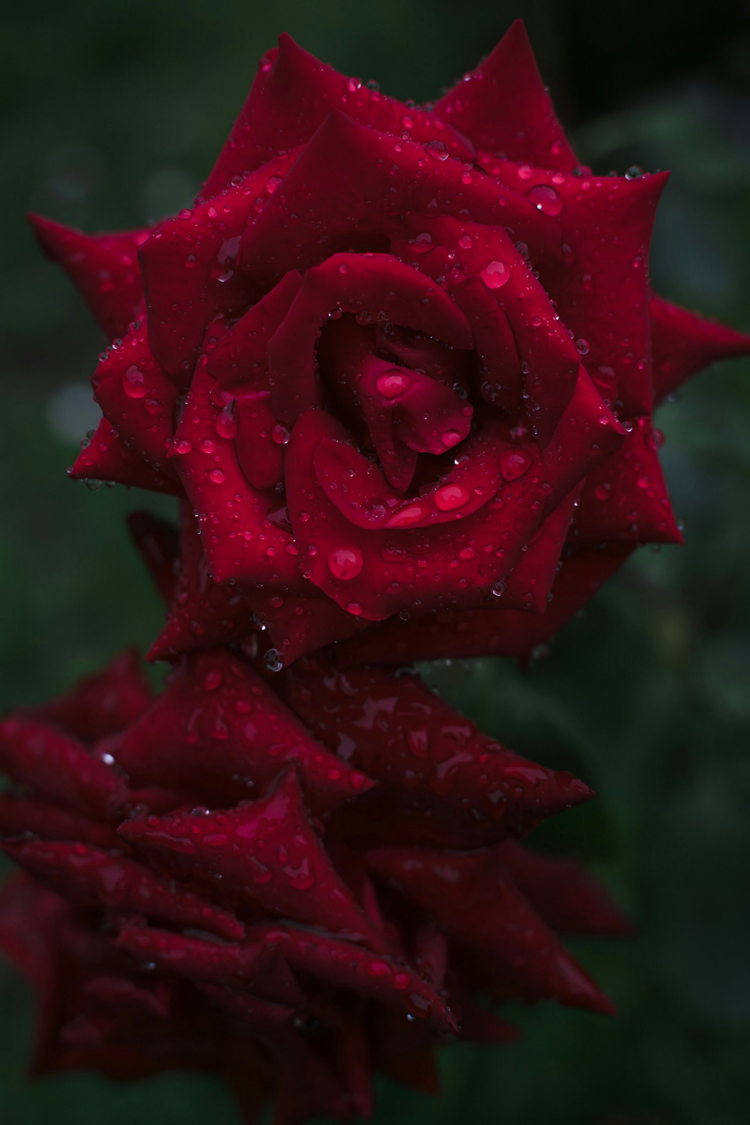 ภาพสวยของกุหลาบแดงที่มีหยดน้ำอยู่บนกลีบ