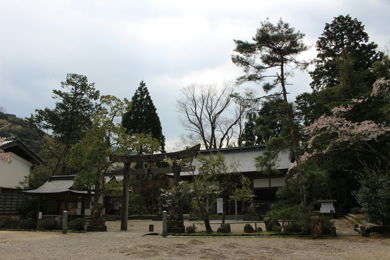 Una scena serena di un santuario con alberi di ciliegio in fiore e un torii